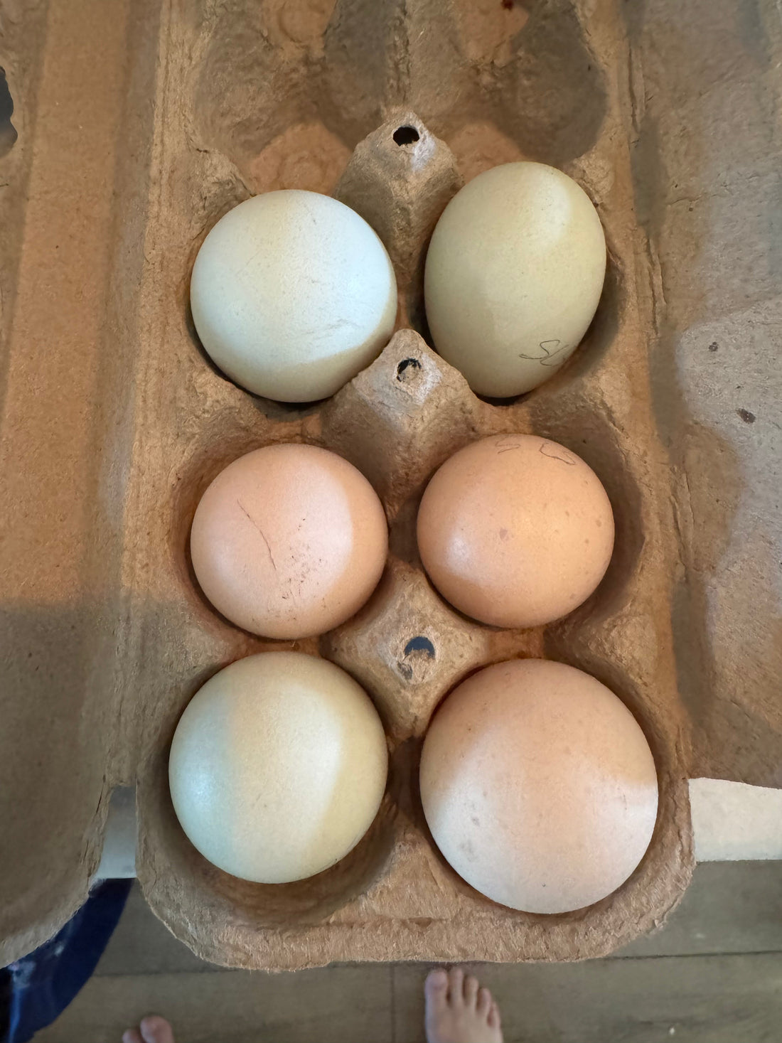 Silver-Laced Satin Hatching Eggs- What to expect!