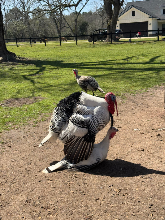 Turkey Pre-Order Fulfillment Update’ Hopefully Soon!