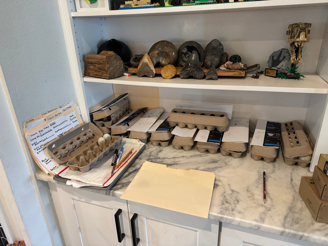 A Look Inside Our Collection Area + Silkie Egg Update!