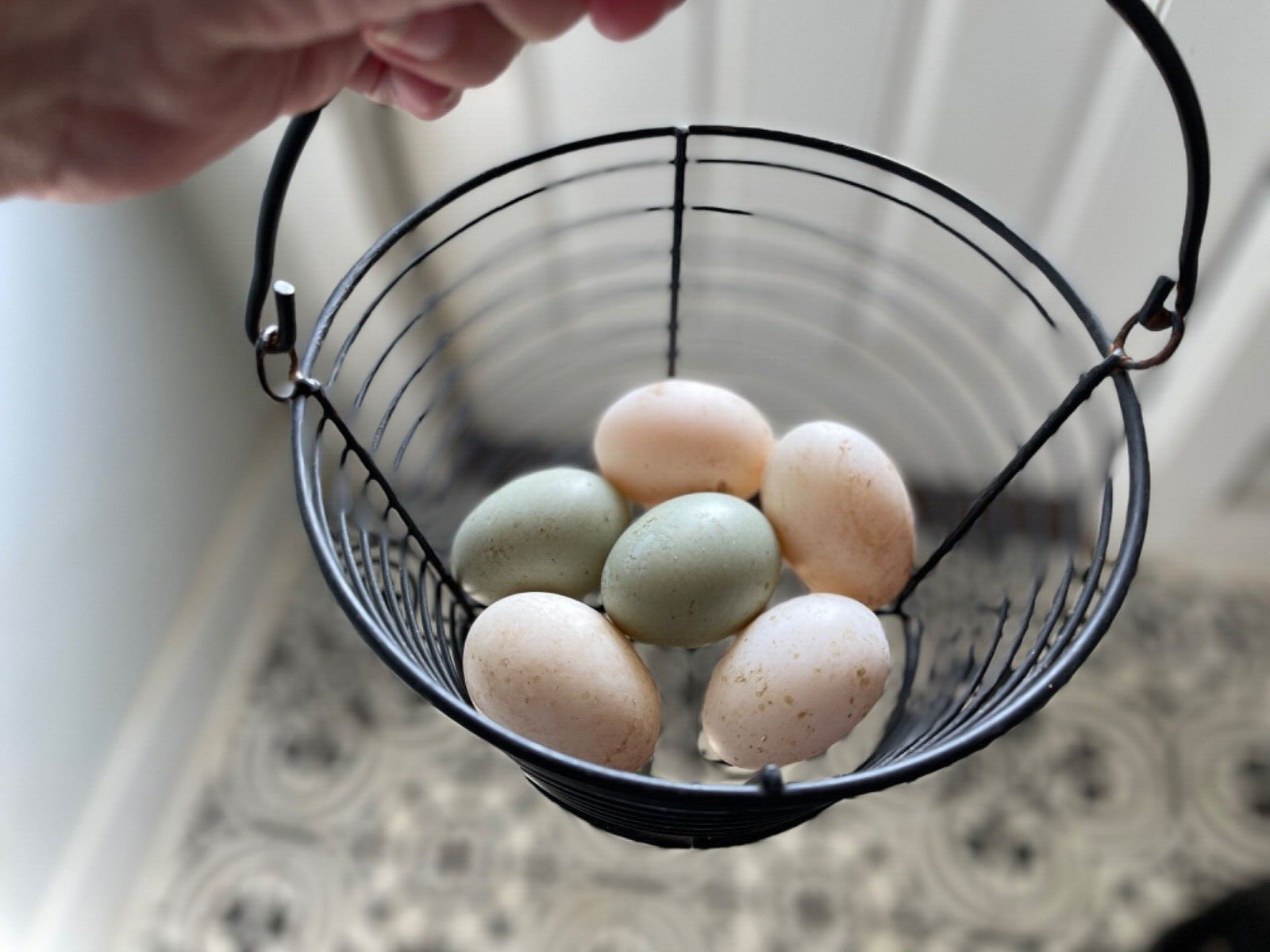 Duck Hatching Eggs – Akers Farm