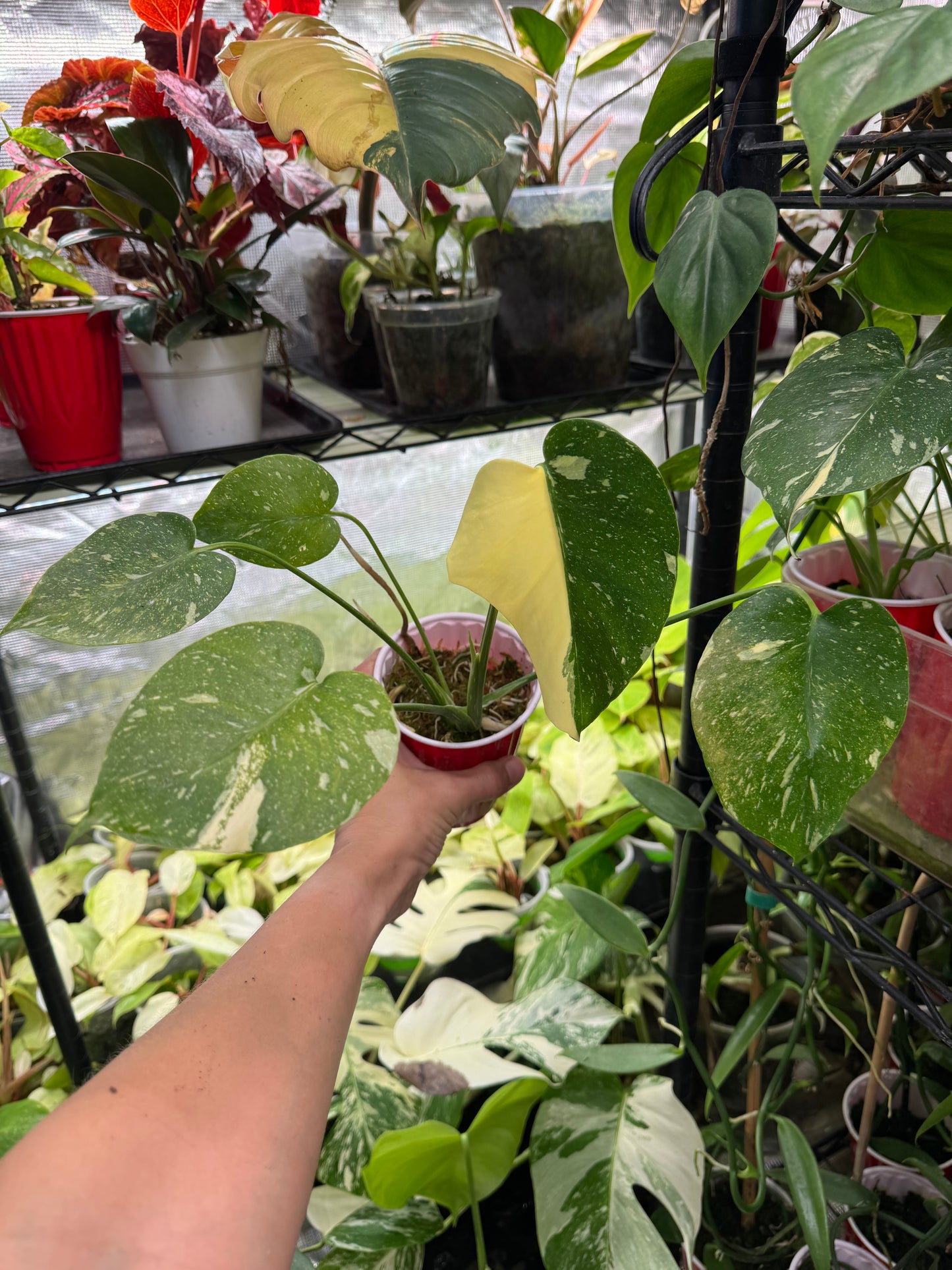 *EXACT PLANT* Monstera deliciosa "Thai Constellation”