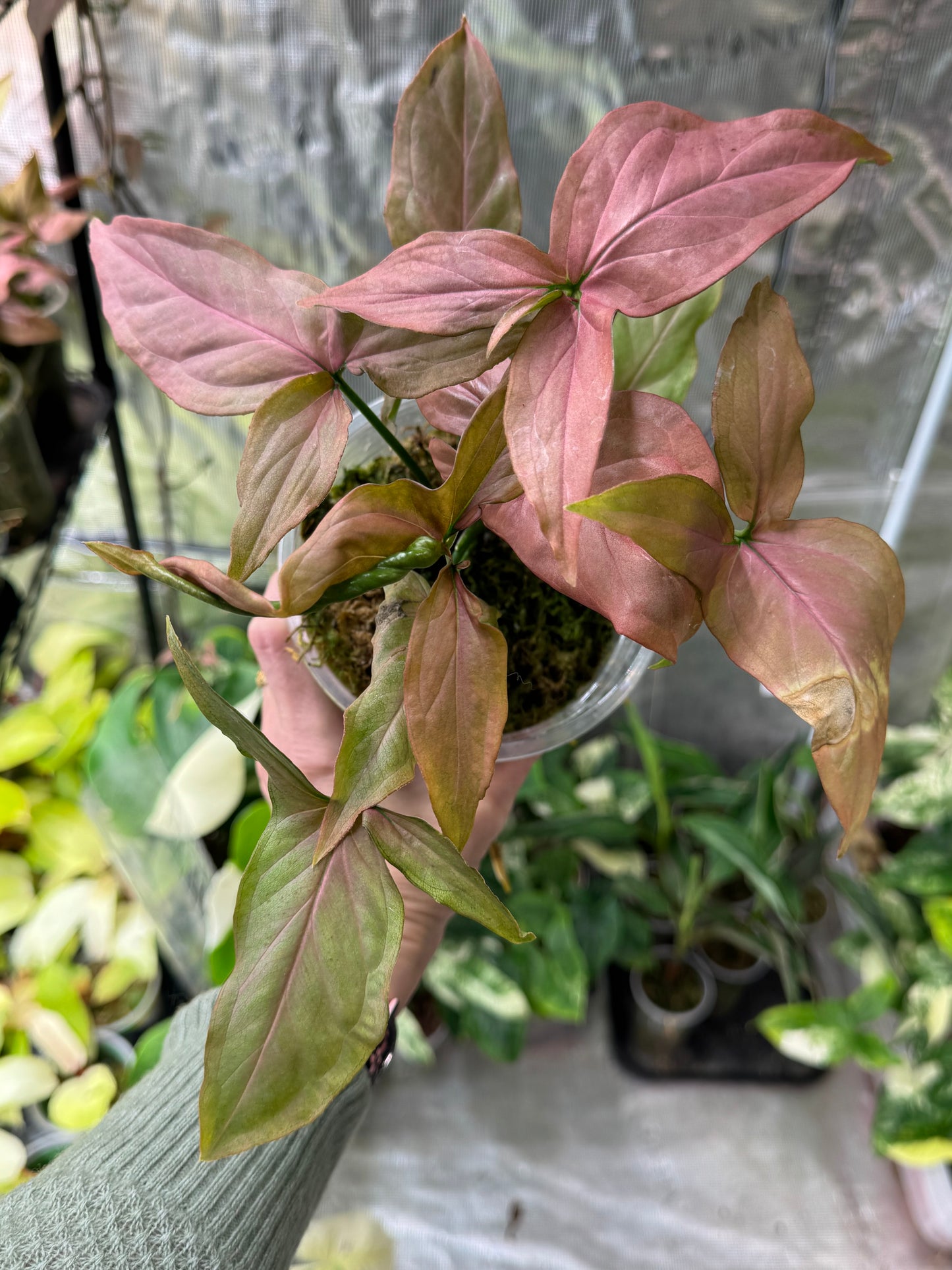 *Growers Choice* Syngonium Pink Perfection