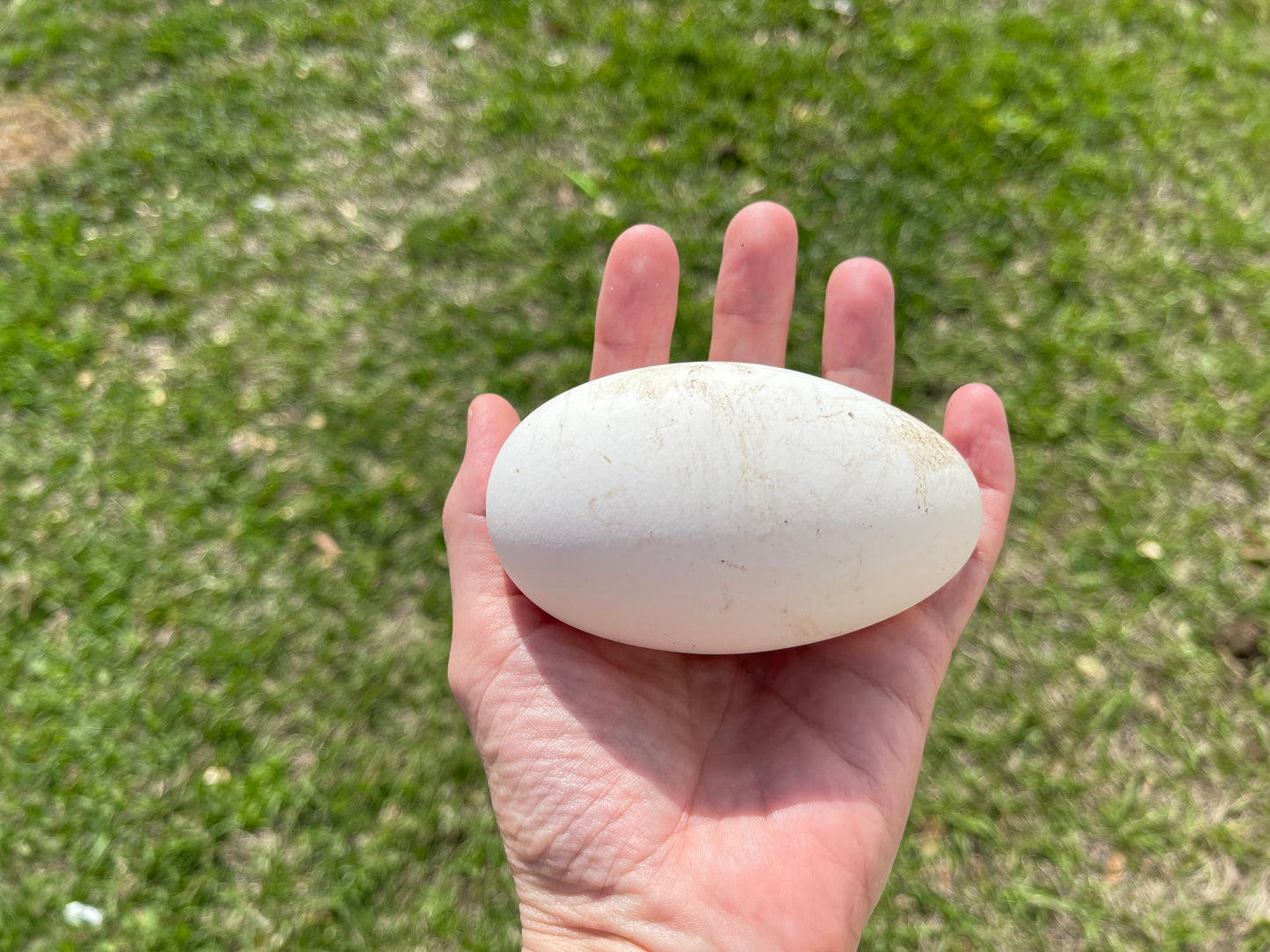 NOW AVAILABLE African Goose Hatching Eggs NPIP AI Breeder Quality