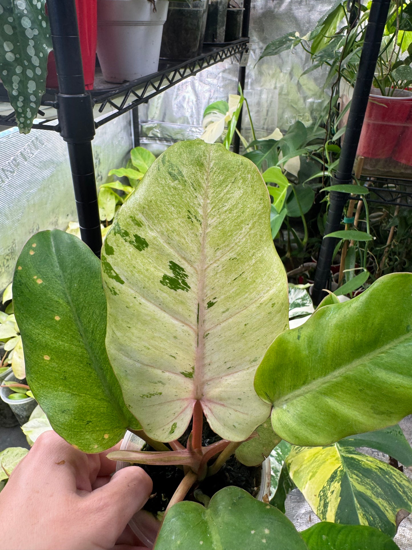 *EXACT PLANT* Philodendron Snowdrift Variegated
