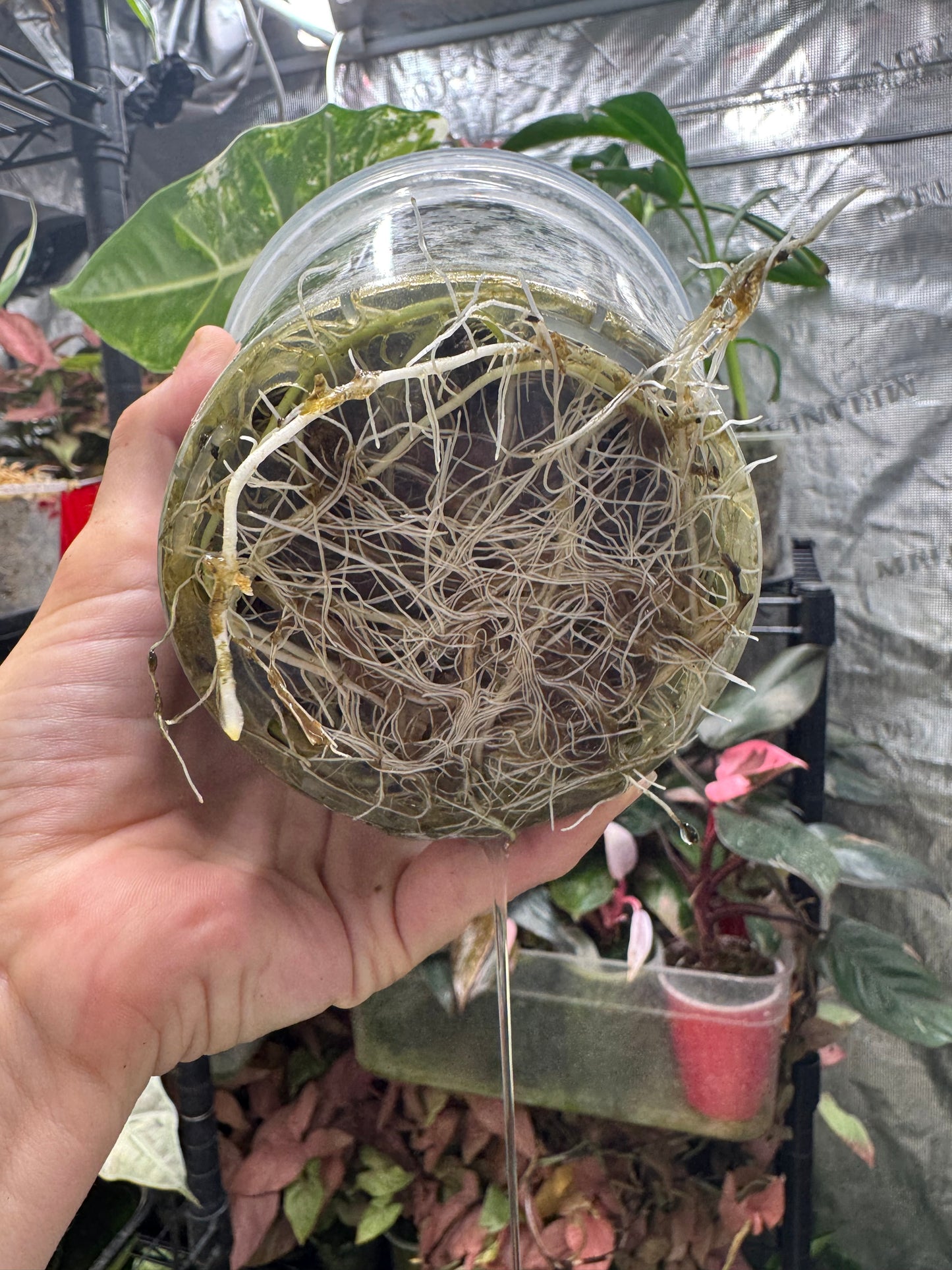 *EXACT PLANT* Variegated Frydek Alocasia