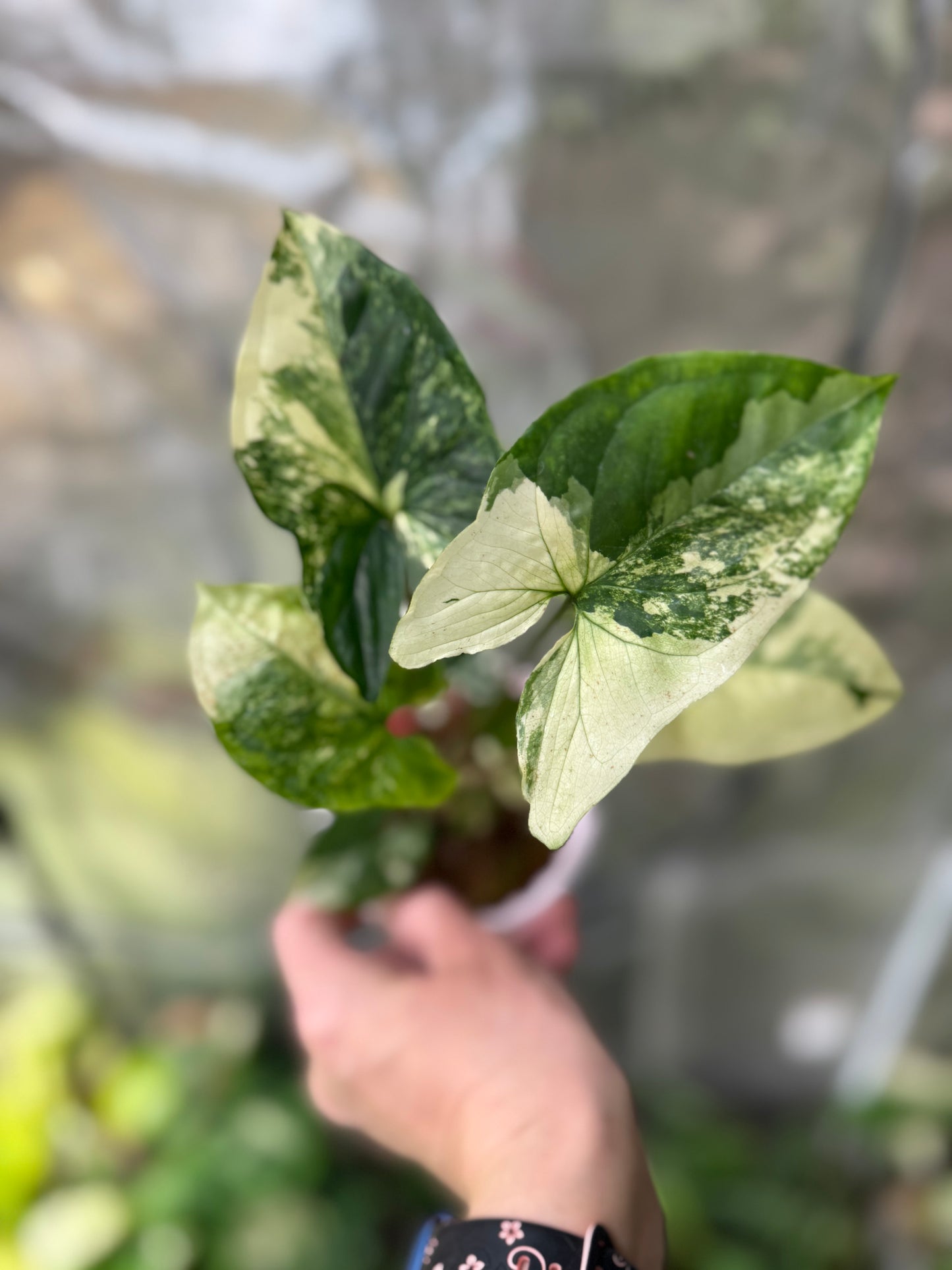 *Growers Choice* Syngonium Albo