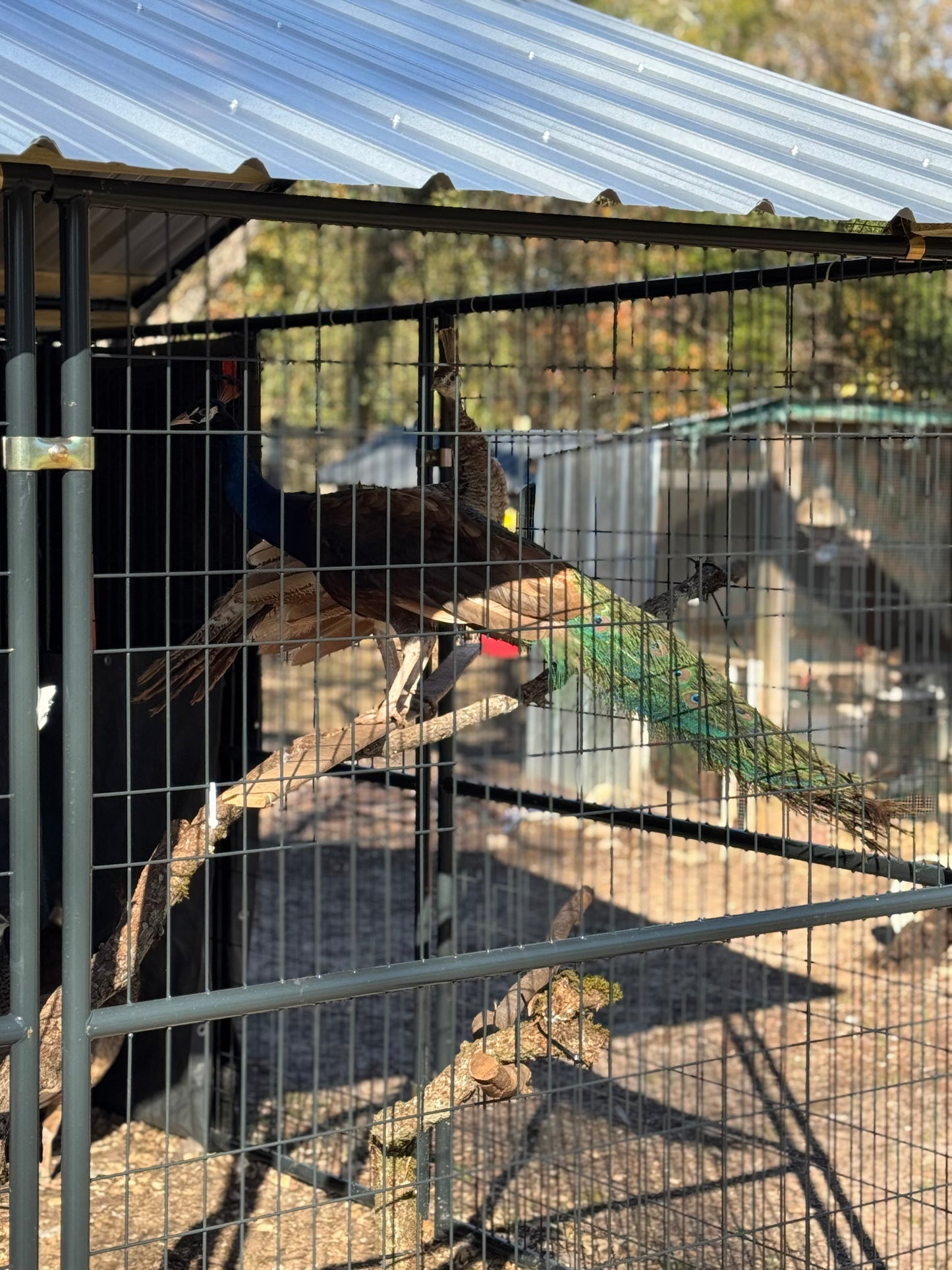 **PREORDER** PURPLE Peafowl Hatching Eggs