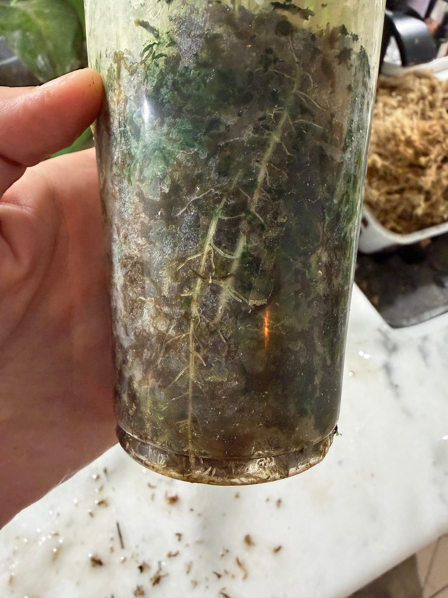 *EXACT PLANT* Amazonica “Polly” Aurea Variegated Alocasia Corming size