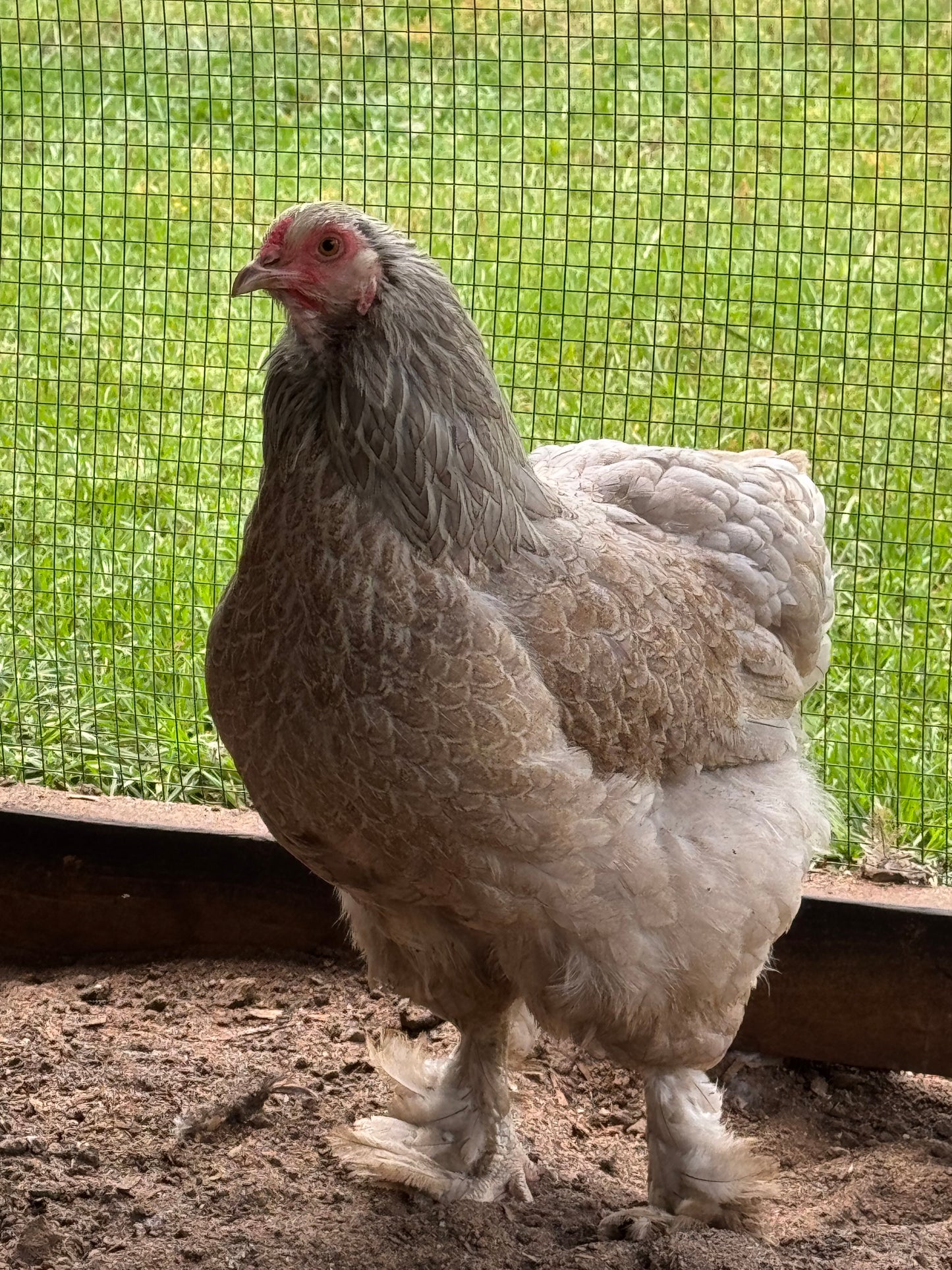 Blue/Black/Splash SILVER Partridge Brahma Hatching Eggs