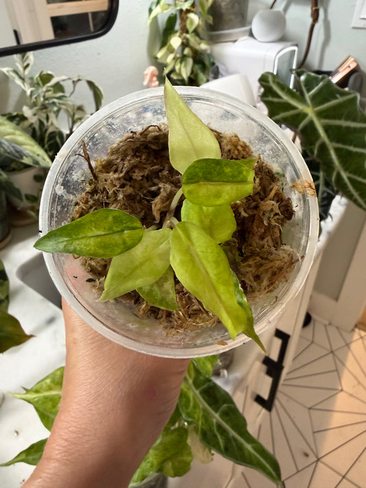 *EXACT PLANT* Amazonica “Polly” Aurea Variegated Alocasia