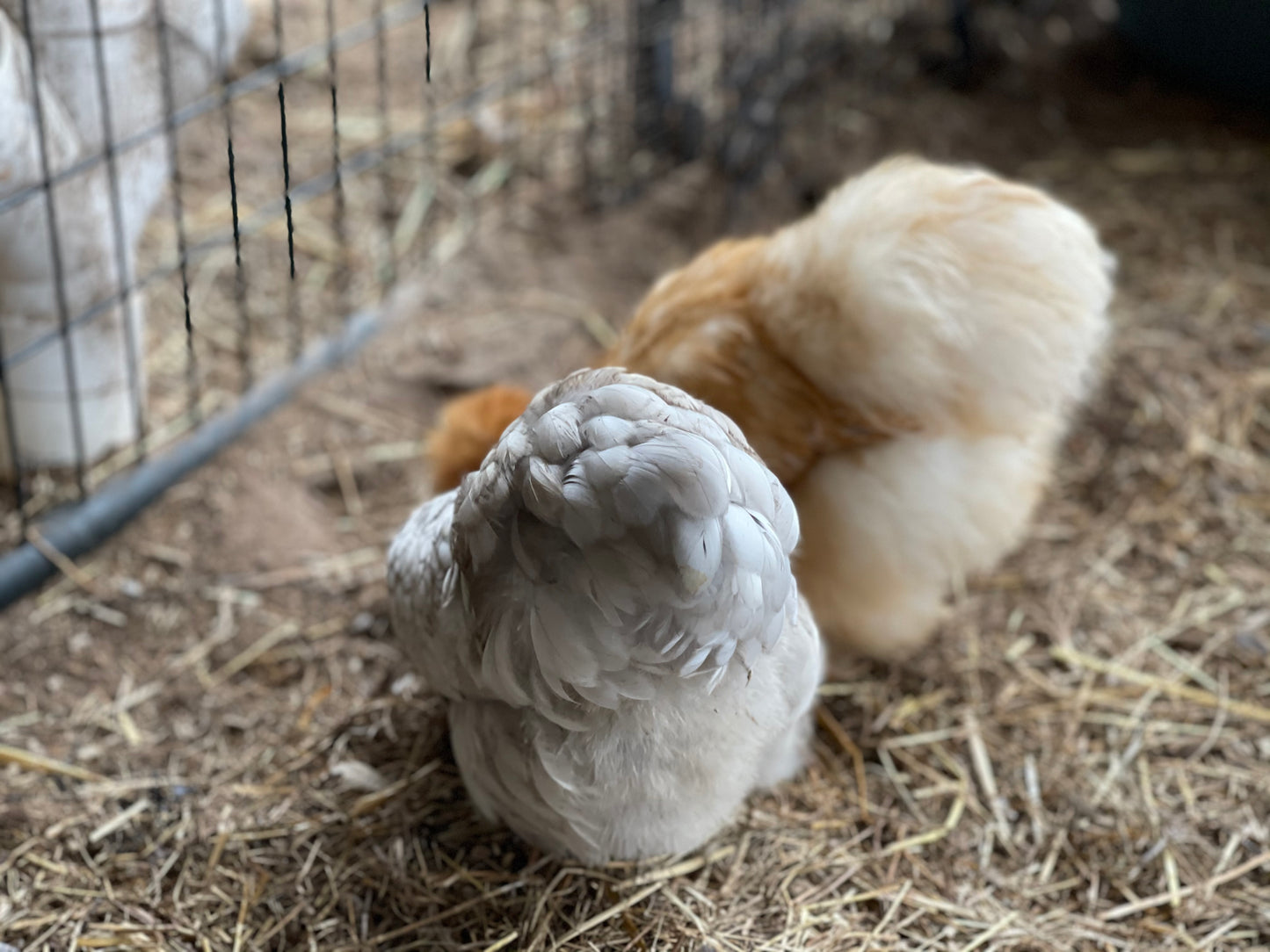 Gold Project Silkie Hatching Eggs Satin/Frizzle NPIP & AI