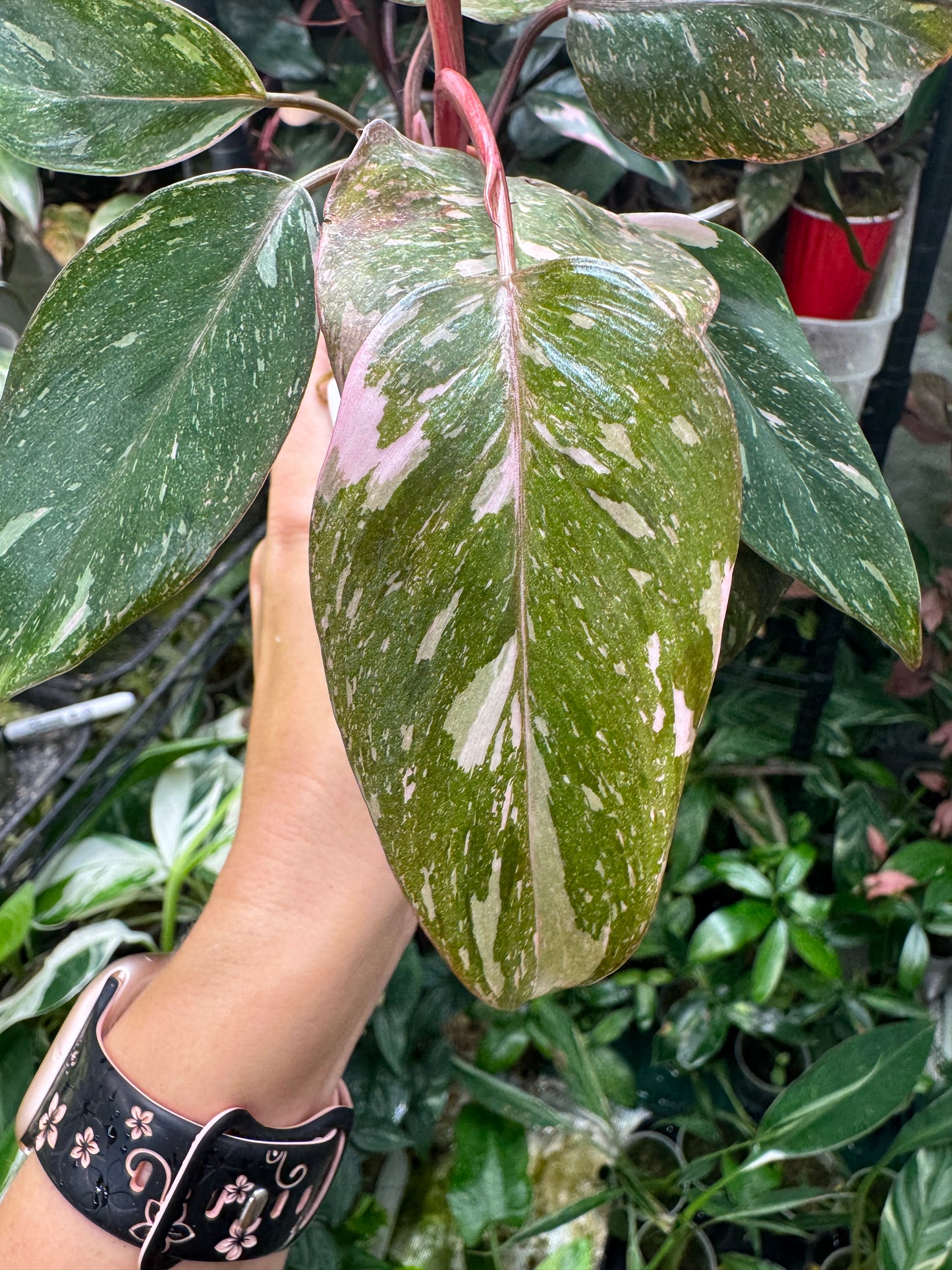 Pink Princess Philodendron MARBLED *EXACT PLANT*