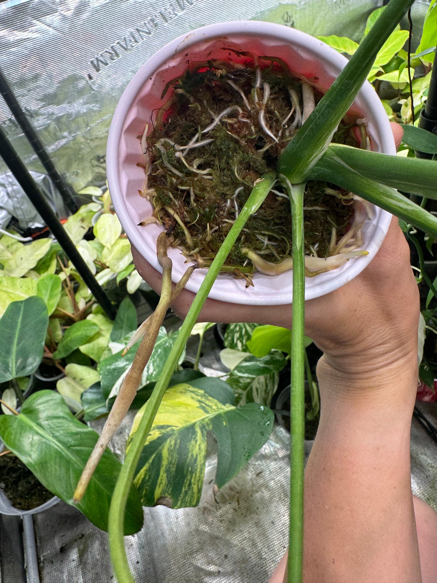 *EXACT PLANT* Monstera deliciosa "Thai Constellation”