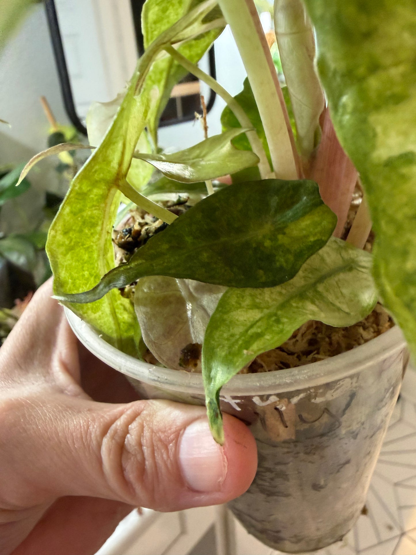 *EXACT PLANT* Amazonica “Polly” Aurea Variegated Alocasia Corming size