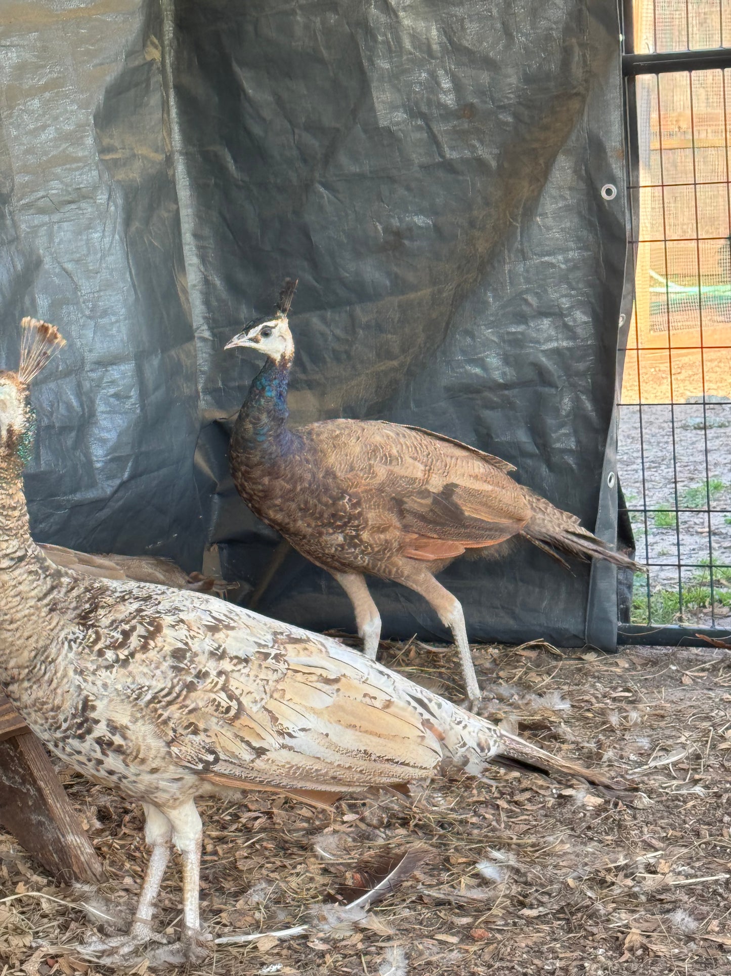 **PREORDER** PURPLE Peafowl Hatching Eggs