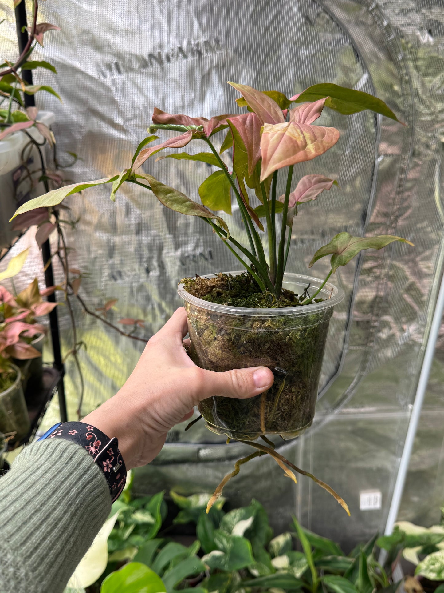 *Growers Choice* Syngonium Pink Perfection