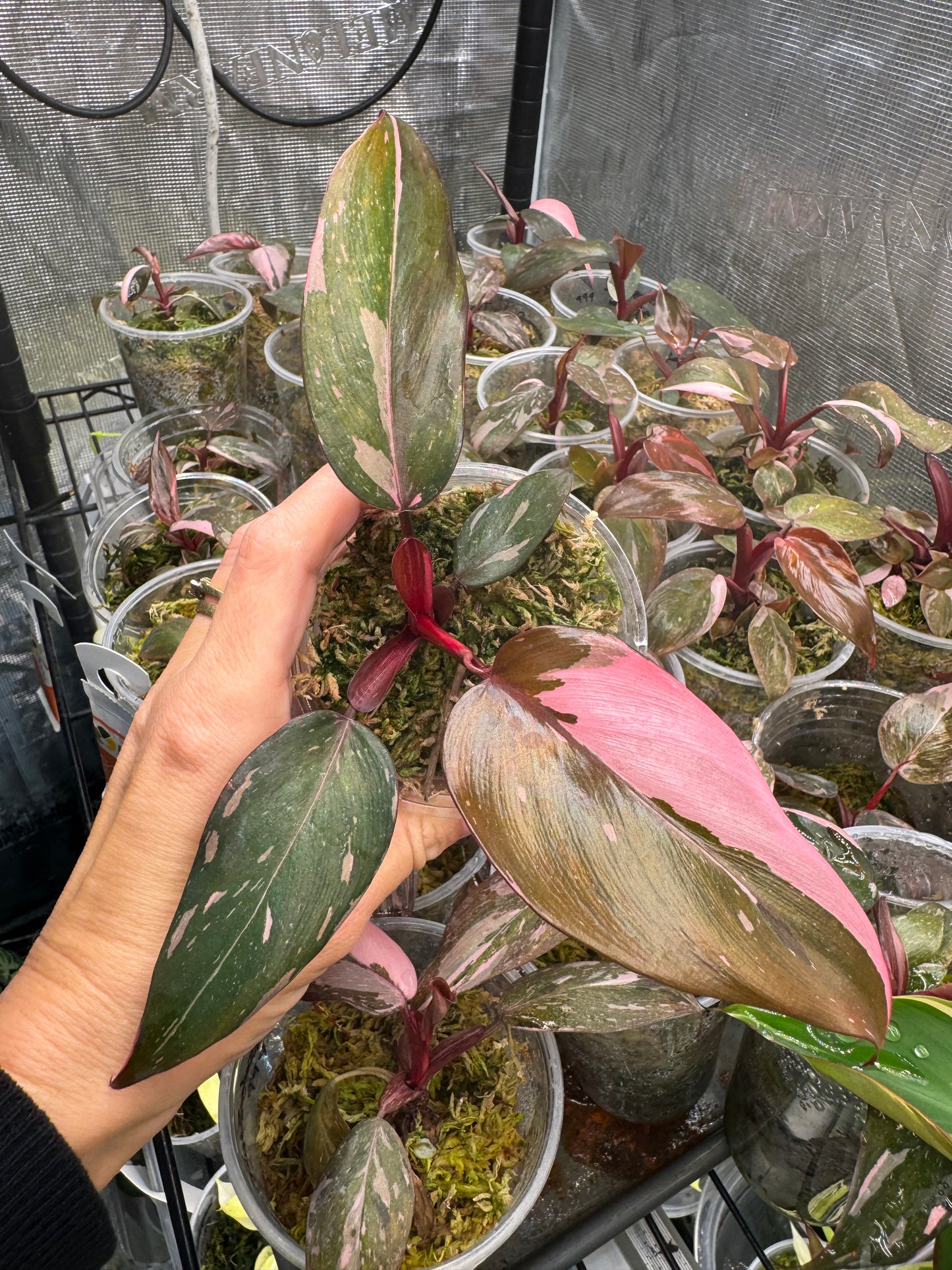 Pink Princess Philodendron