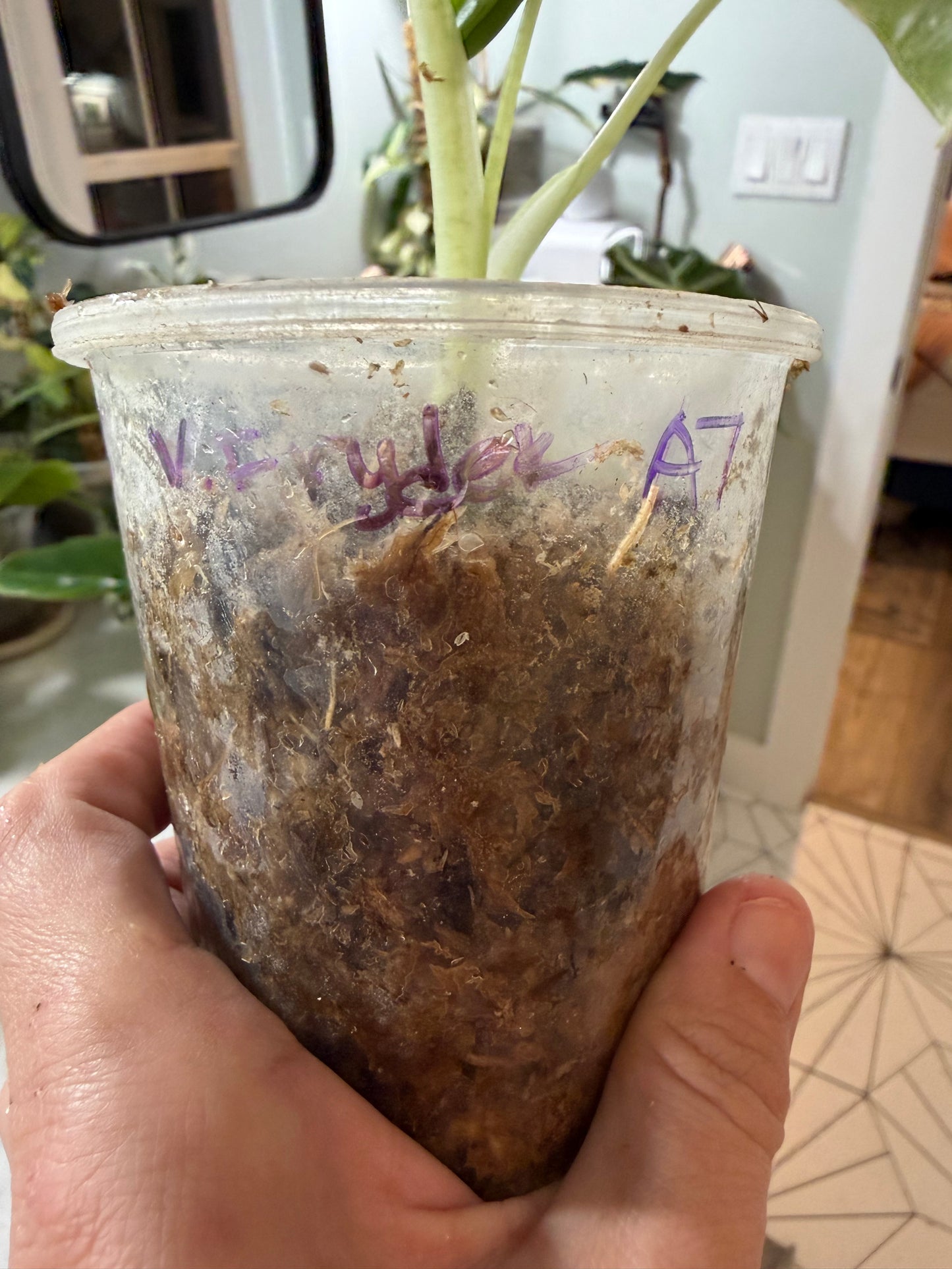 *EXACT PLANT* Variegated Frydek