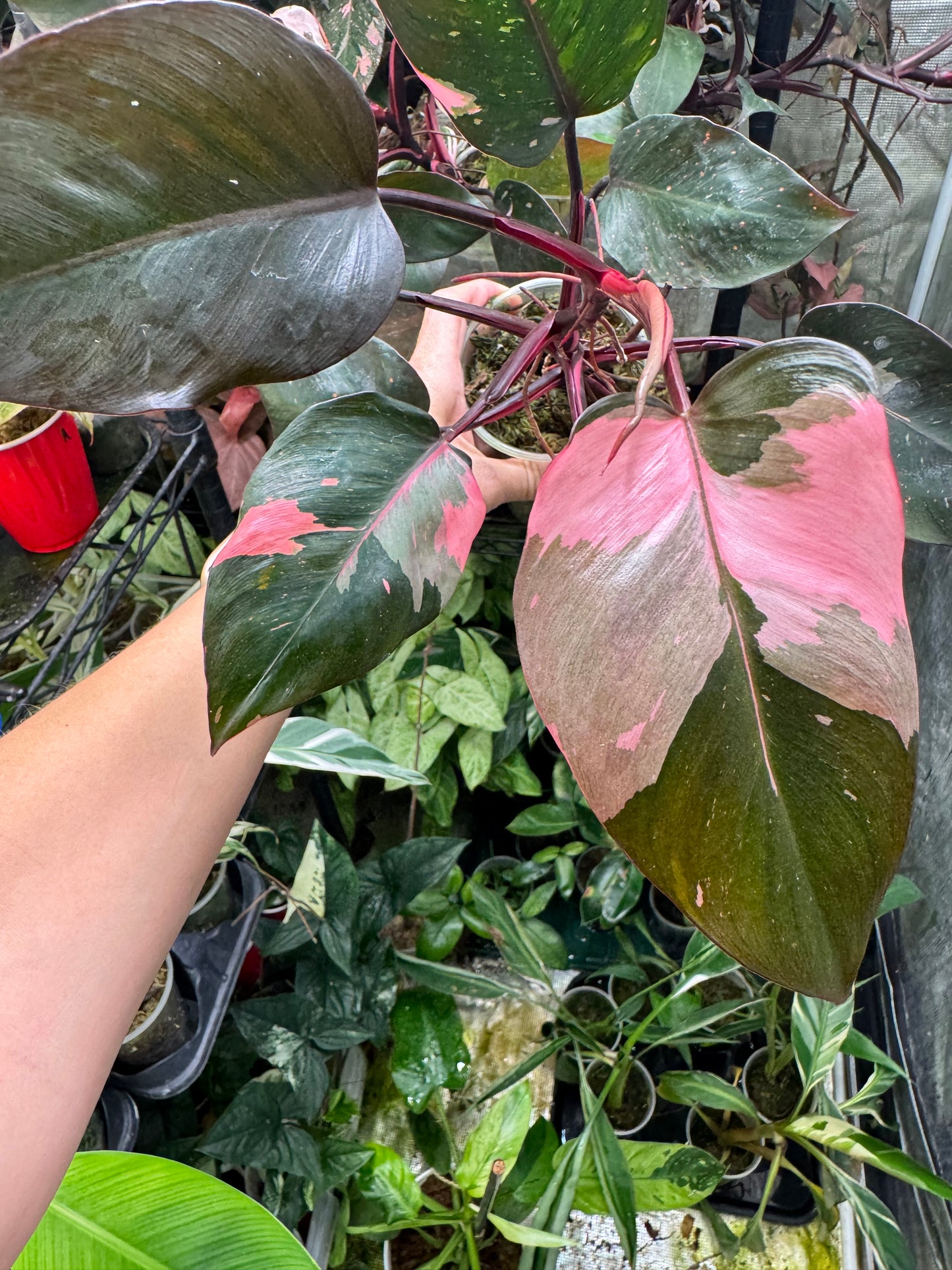Pink Princess Philodendron *EXACT PLANT*