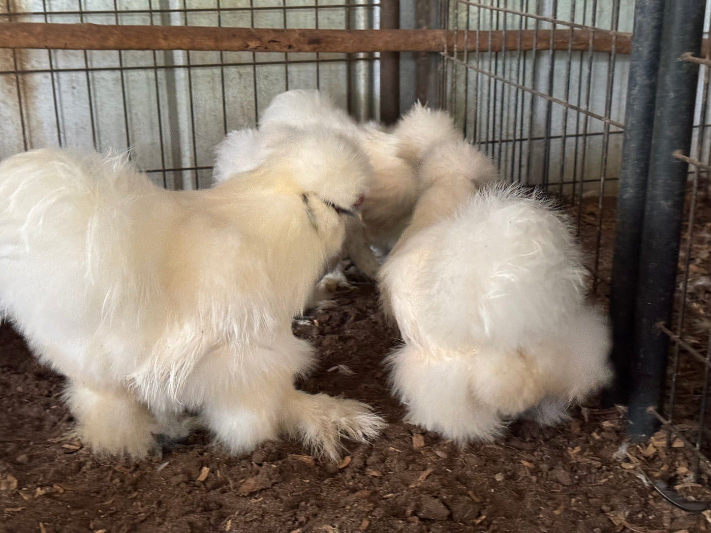 Silkie Hatching Eggs Hens Choice, Black, White, project 4 Satin/Frizzle NPIP & AI