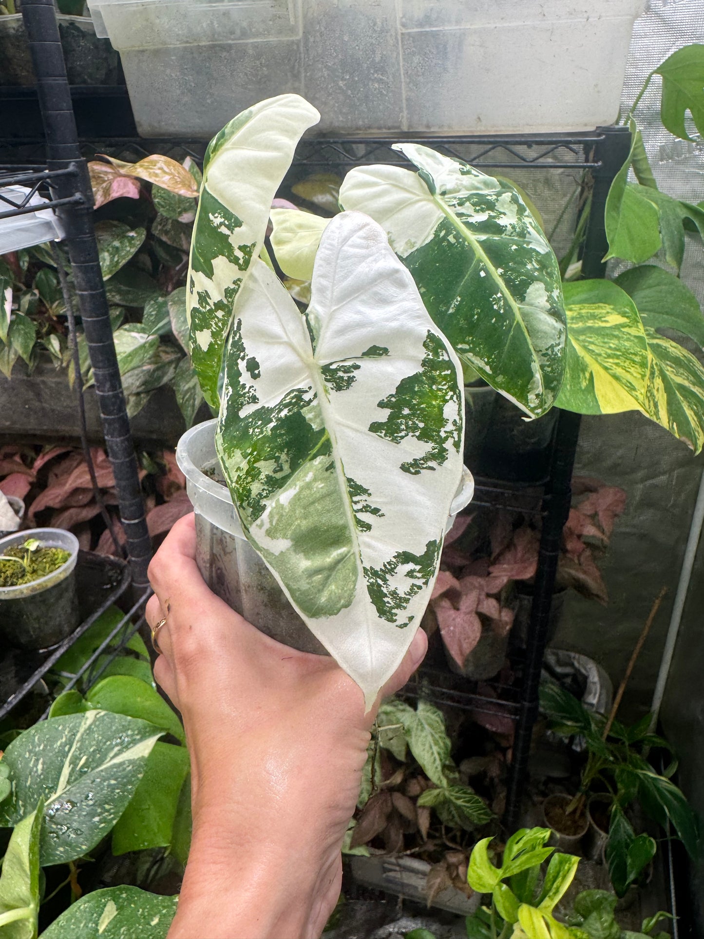 *EXACT PLANT* Variegated Frydek Alocasia Corming size