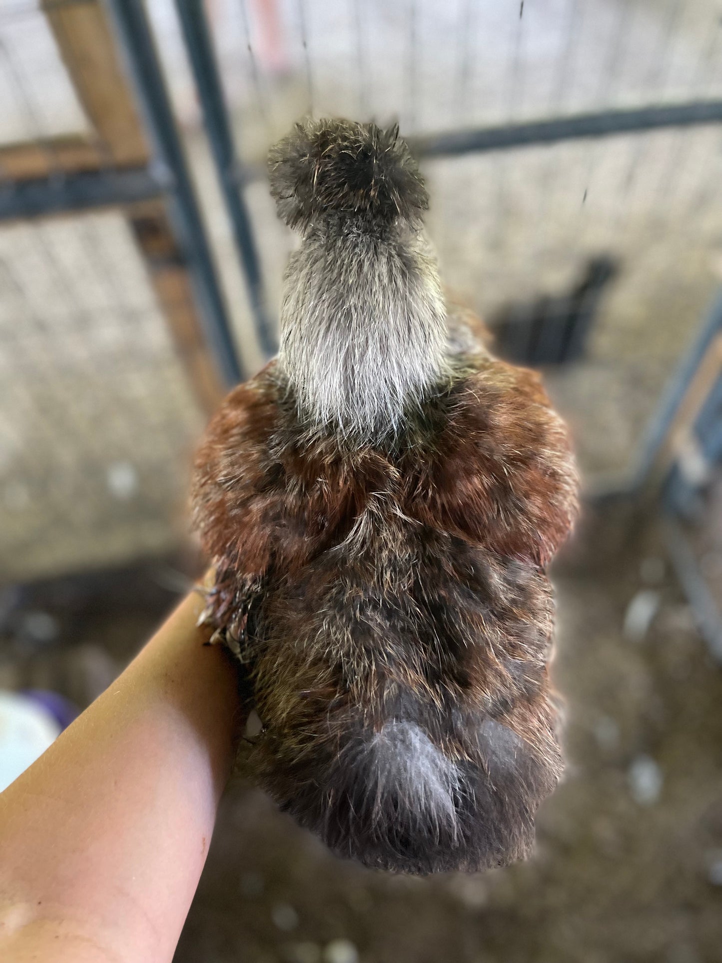 Gold Project Silkie Hatching Eggs Satin/Frizzle NPIP & AI