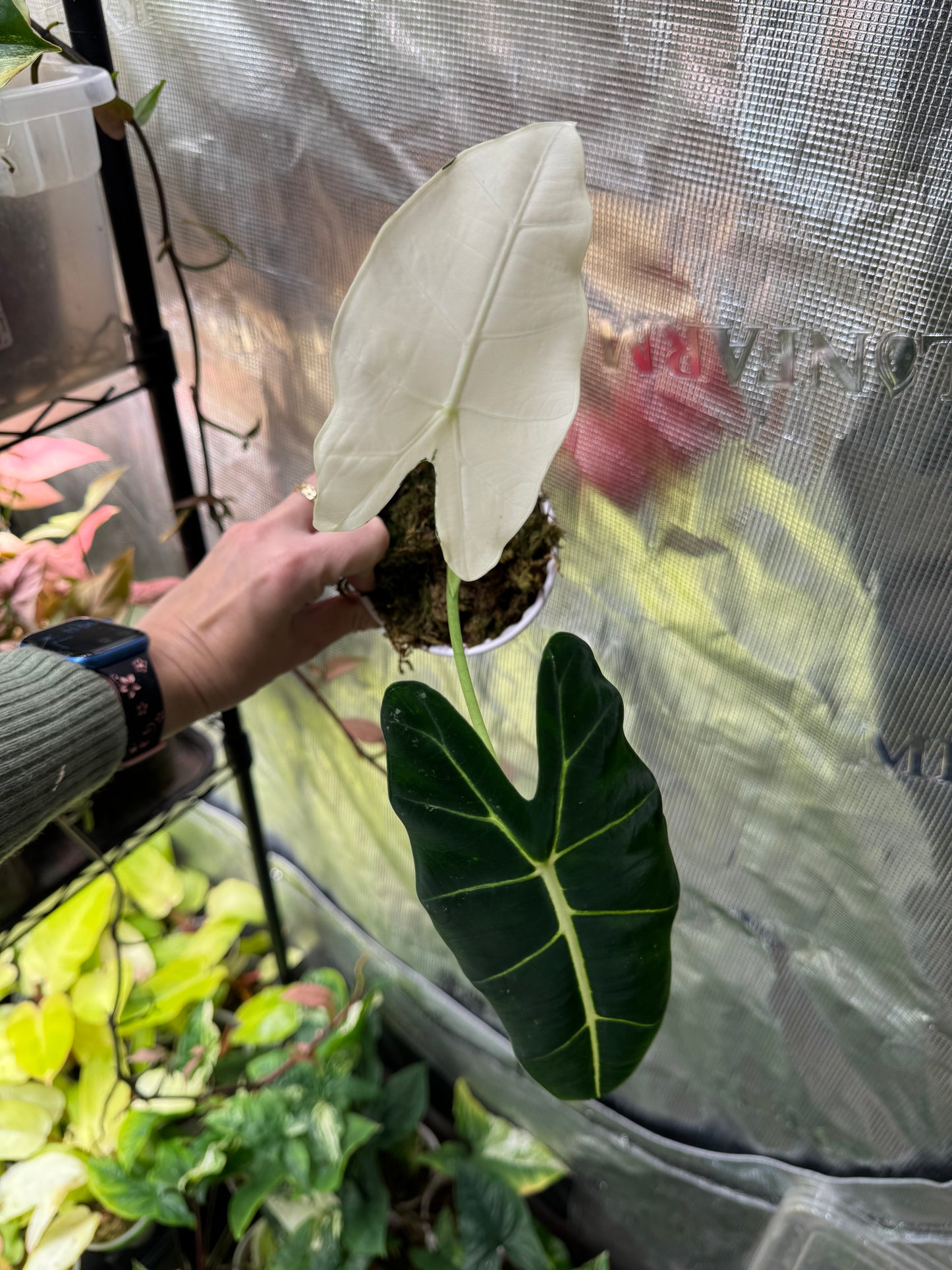 *Growers Choice* Variegated Frydek Alocasia