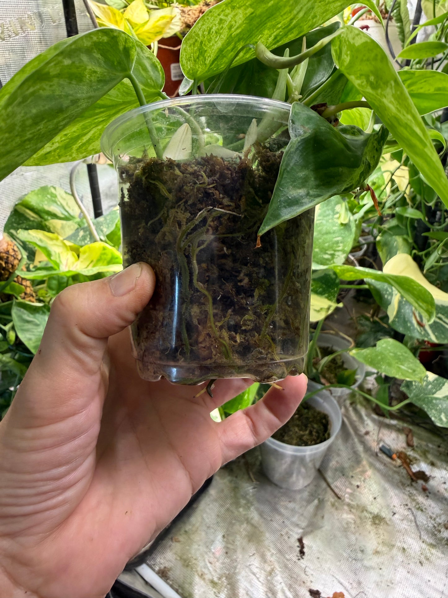 Philodendron hederaceum (Heartleaf Philodendron) – Fully Rooted Live Plant