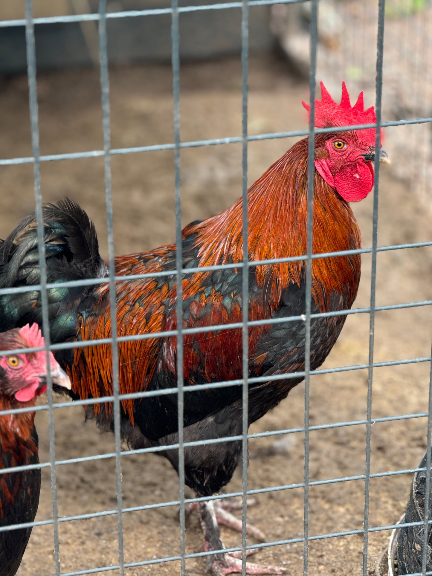 Blue/Black/Splash Copper Maran Chicken Hatching eggs NPIP AI