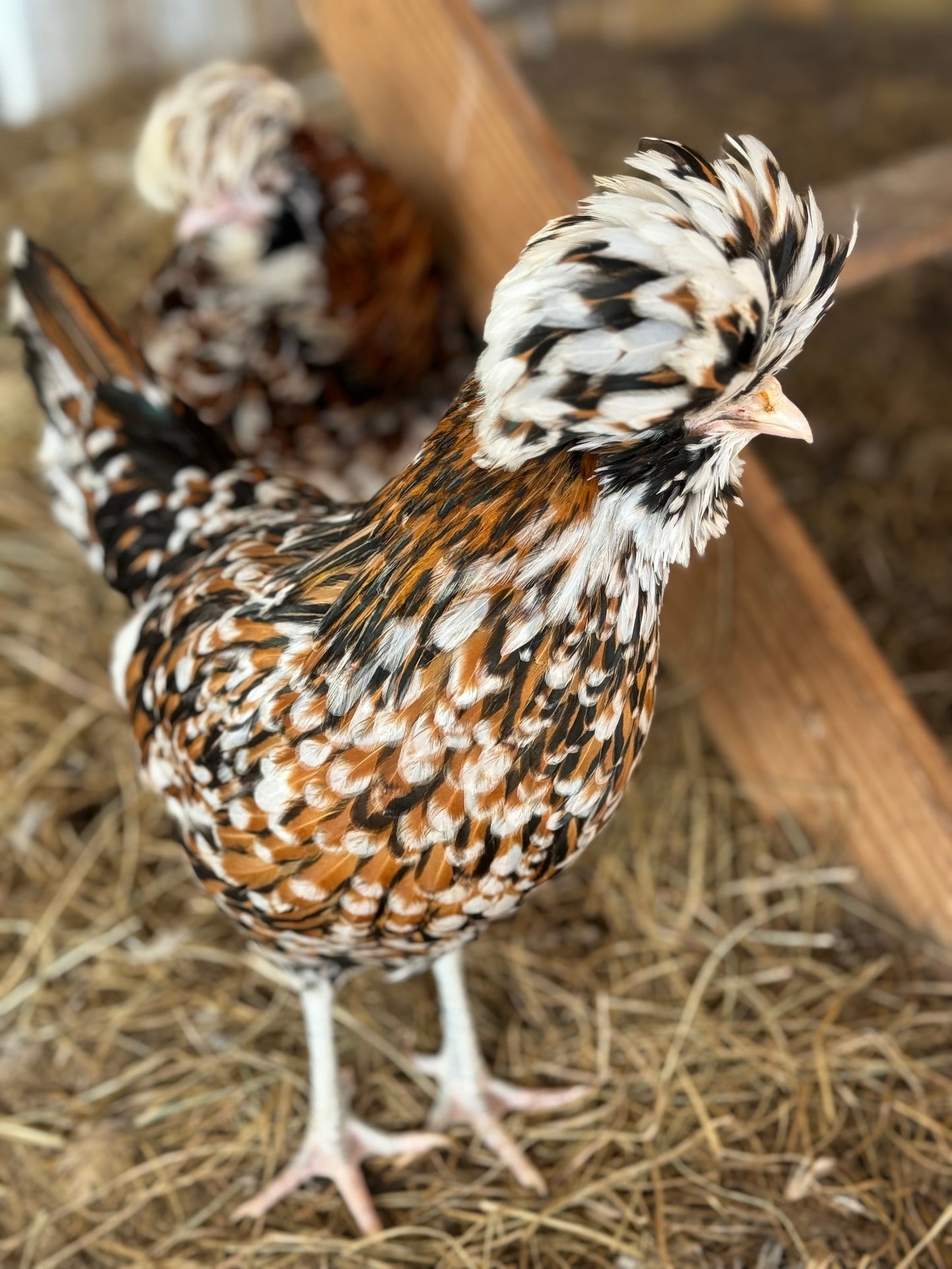 Tolbunt Polish Hatching Eggs