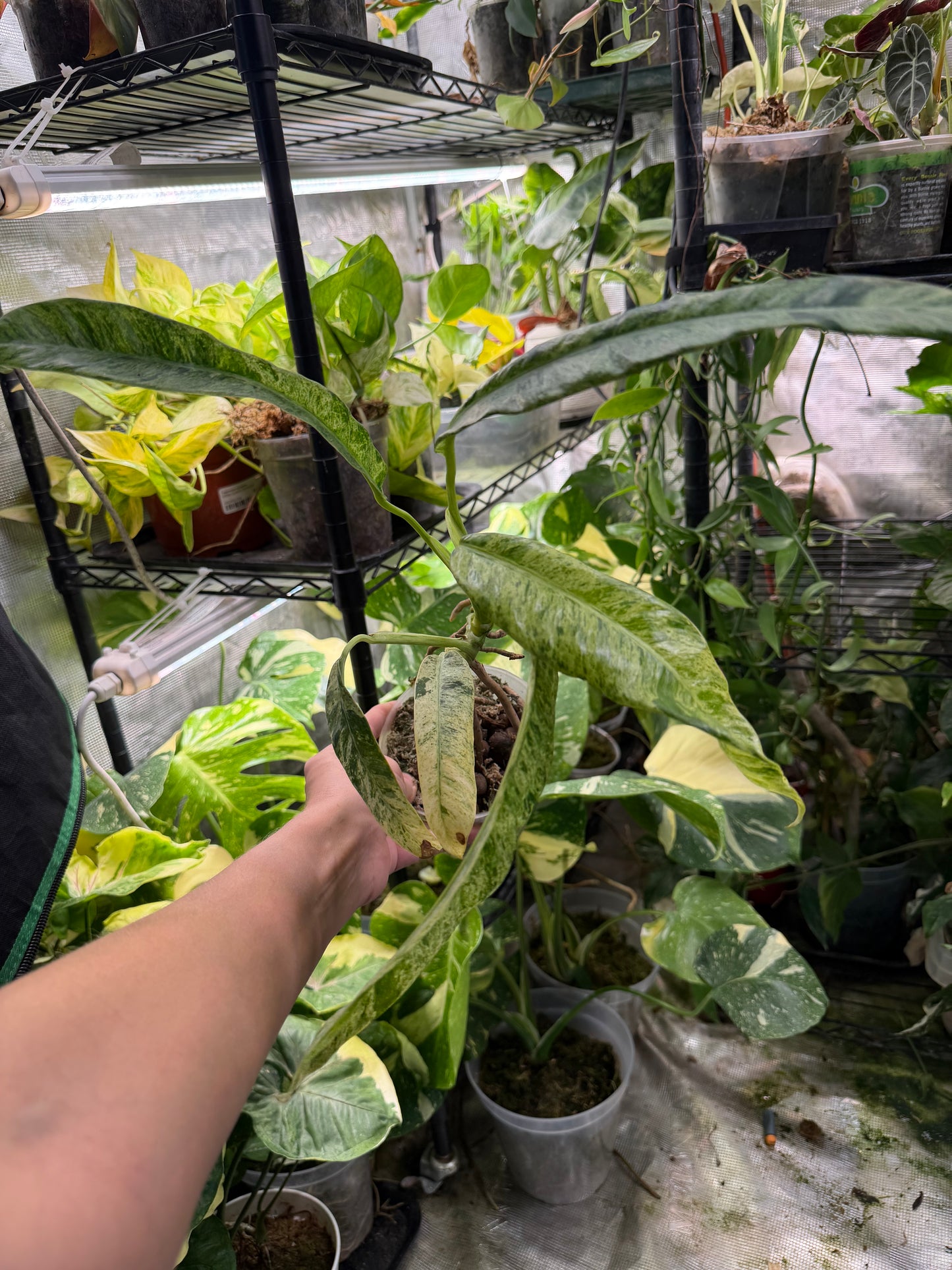 *EXACT PLANT* Epipremnum Giganteum Blizzard Marbled