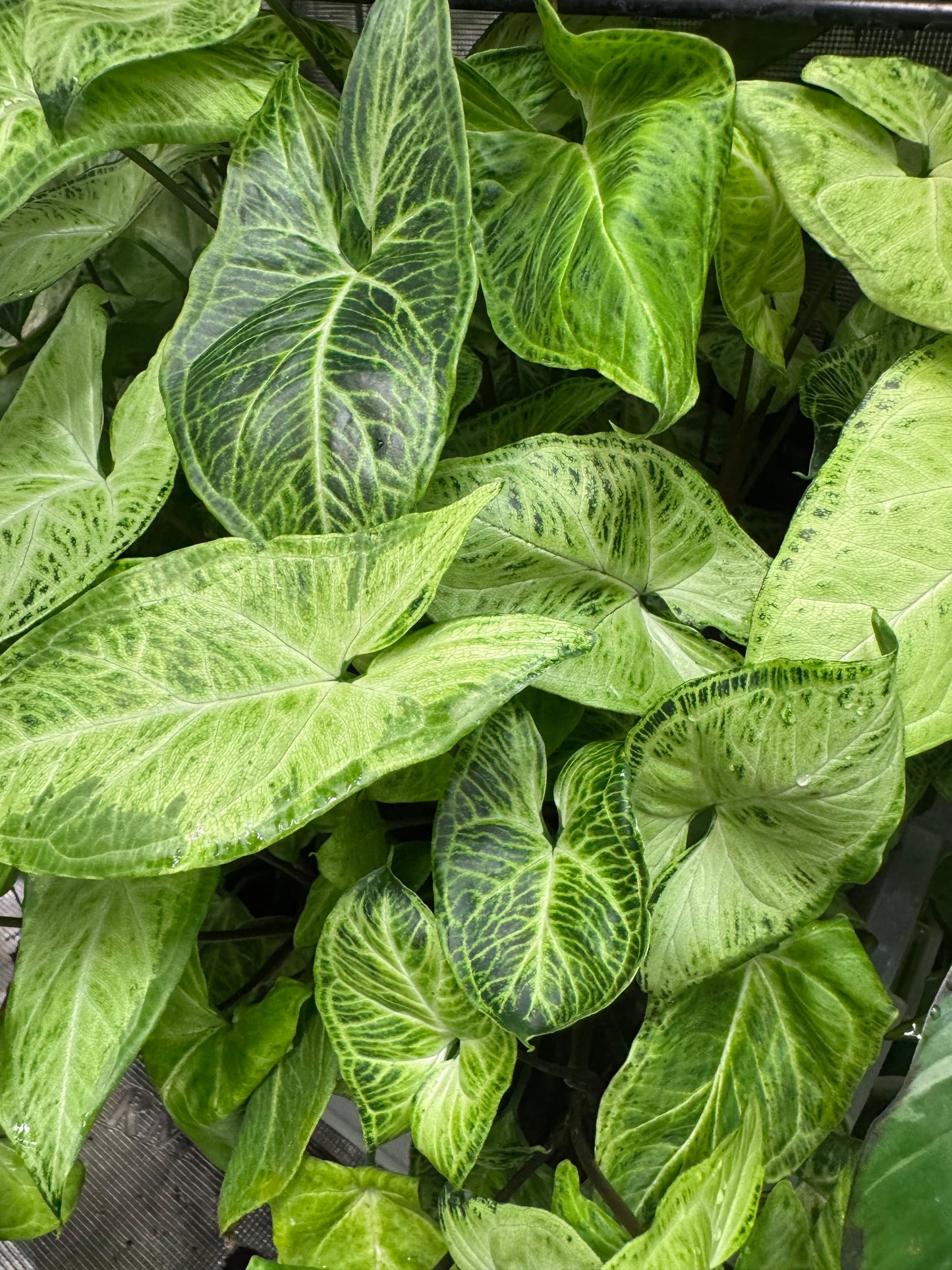 *Growers Choice* Syngonium Batik