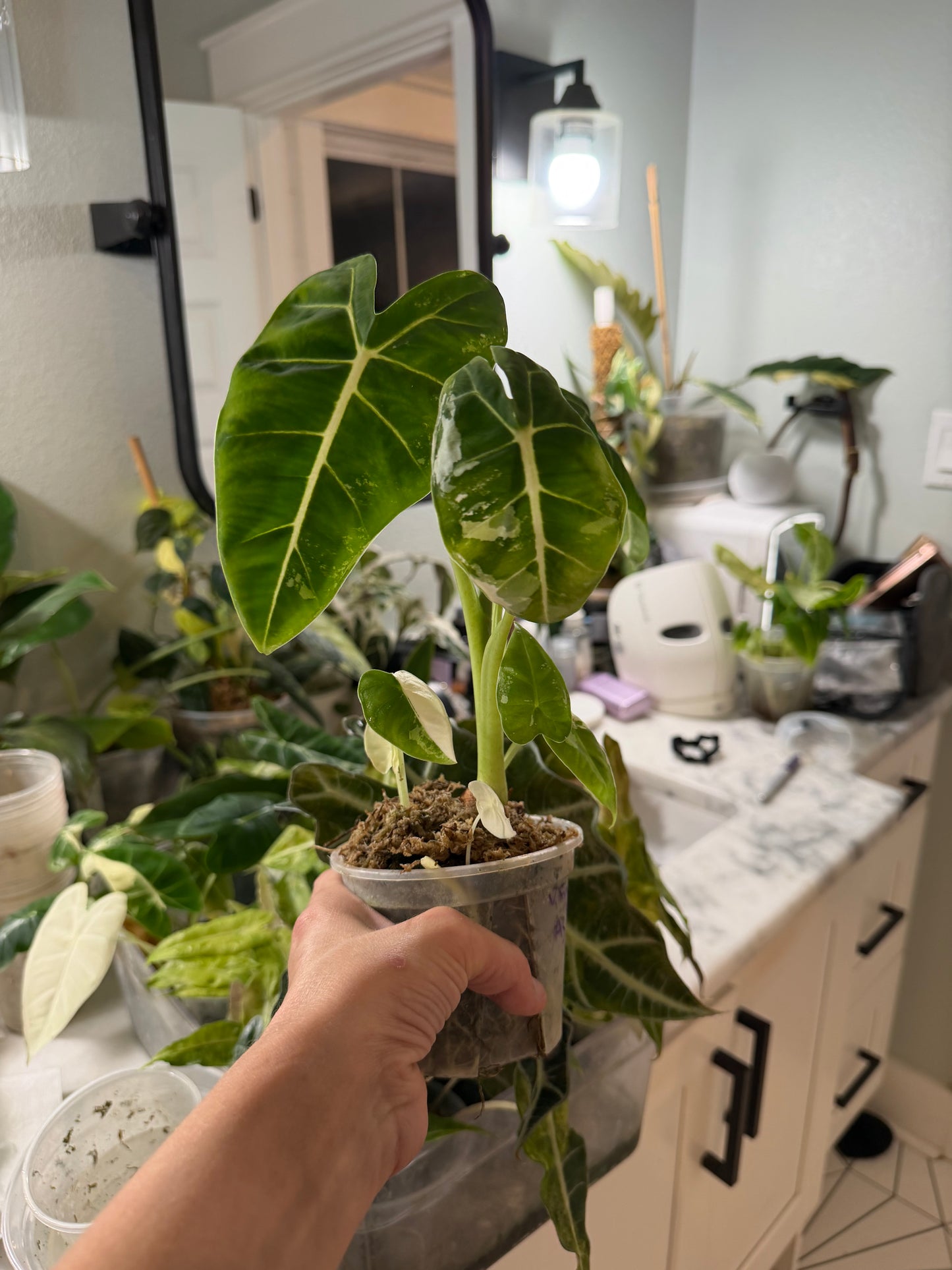 *EXACT PLANT* Variegated Frydek Alocasia Corming size