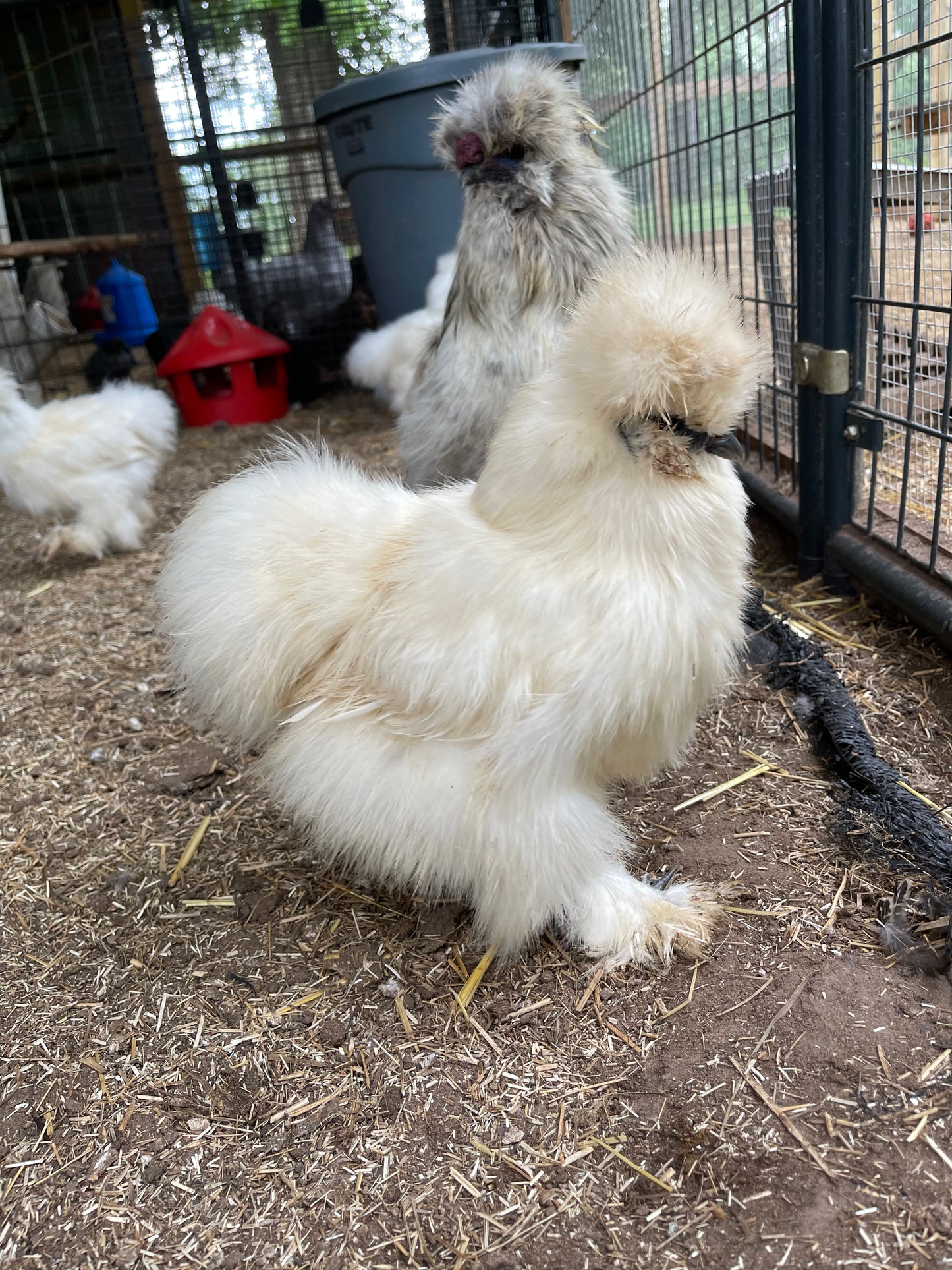 Gold Project Silkie Hatching Eggs Satin/Frizzle NPIP & AI