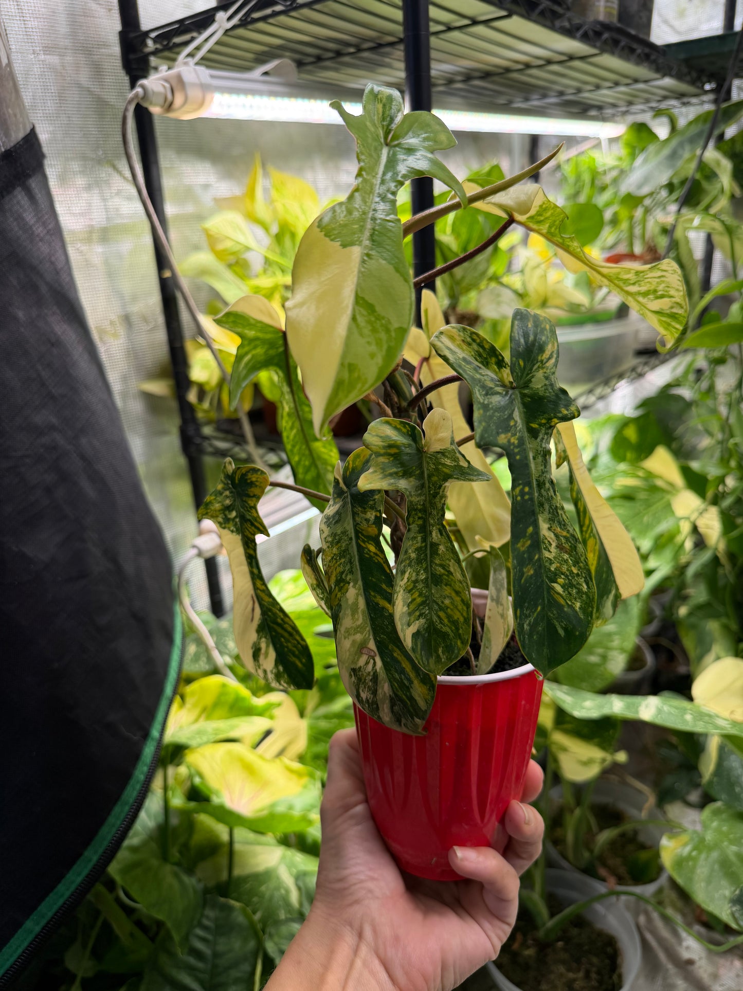 *EXACT PLANT* Florida Beauty Philodendron Variegated