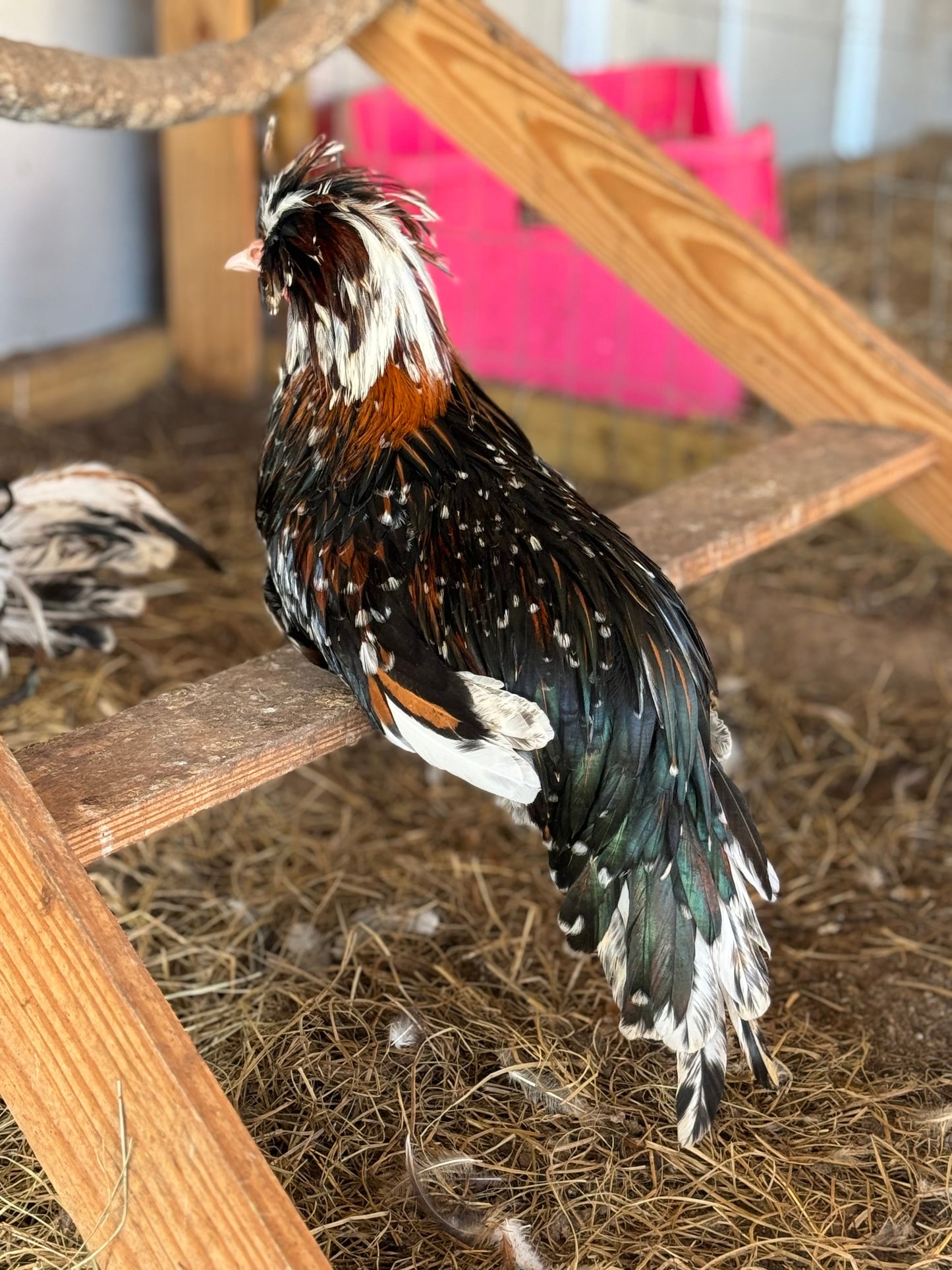 Tolbunt Polish Hatching Eggs