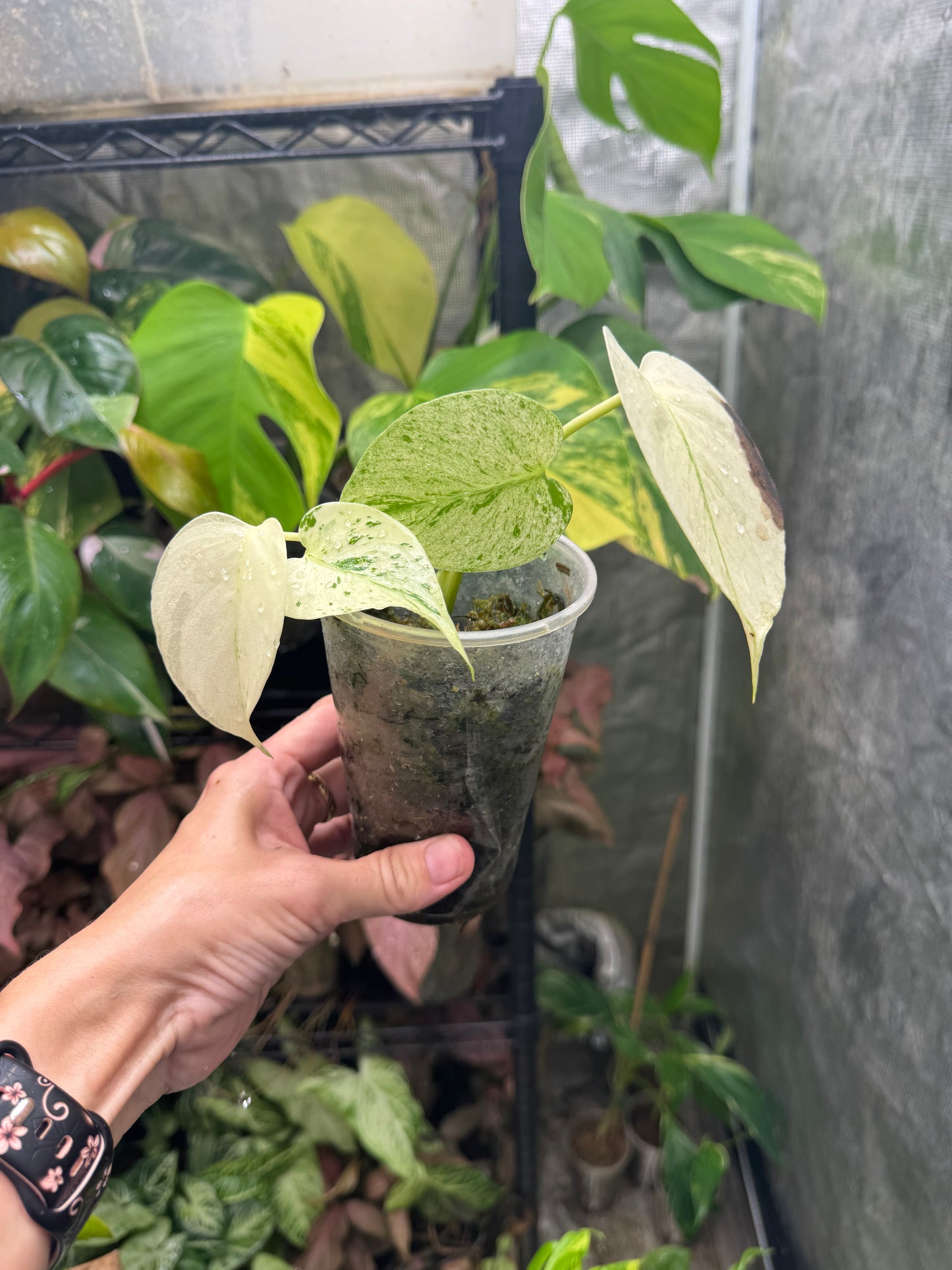 *EXACT PLANT* Monstera deliciosa FULL Mint variegated