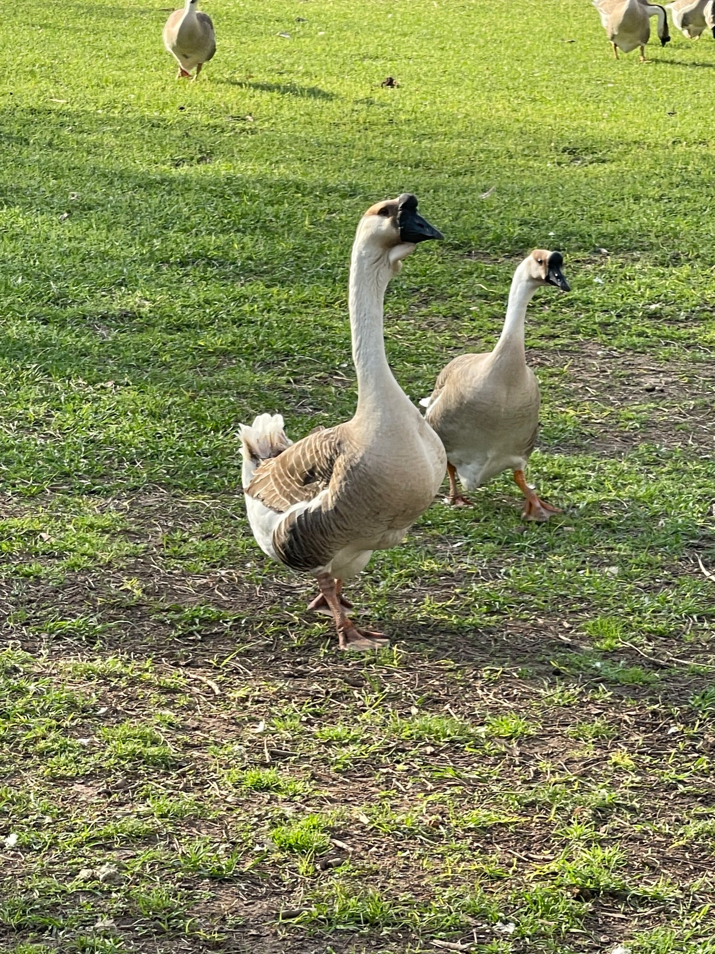 NOW AVAILABLE African Goose Hatching Eggs NPIP AI Breeder Quality