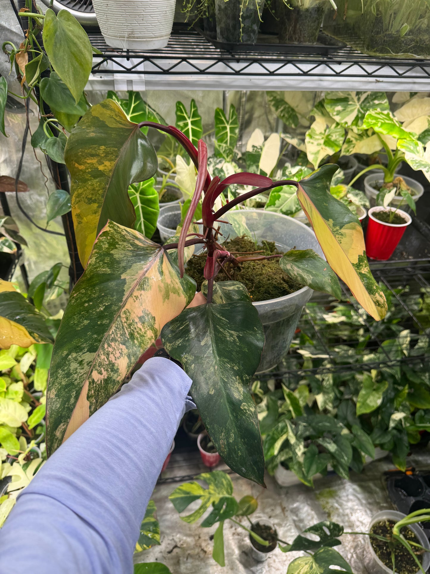 *Choose a plant* Strawberry Shake Philodendron