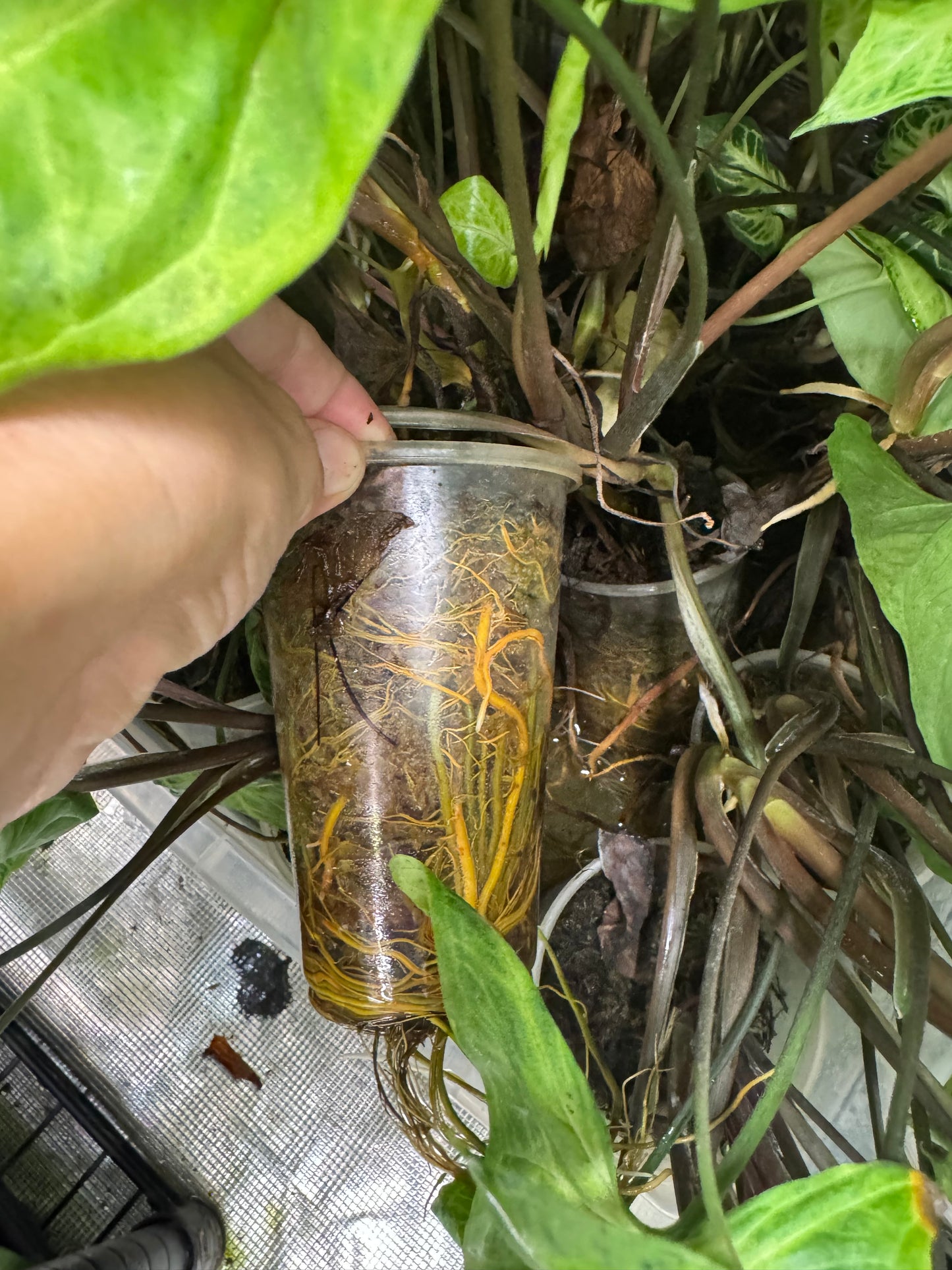 *Growers Choice* Syngonium Batik