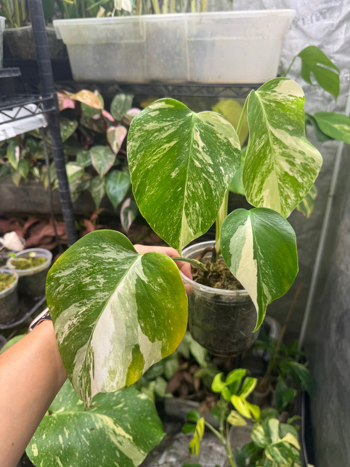 *EXACT PLANT* Monstera deliciosa Albo variegated