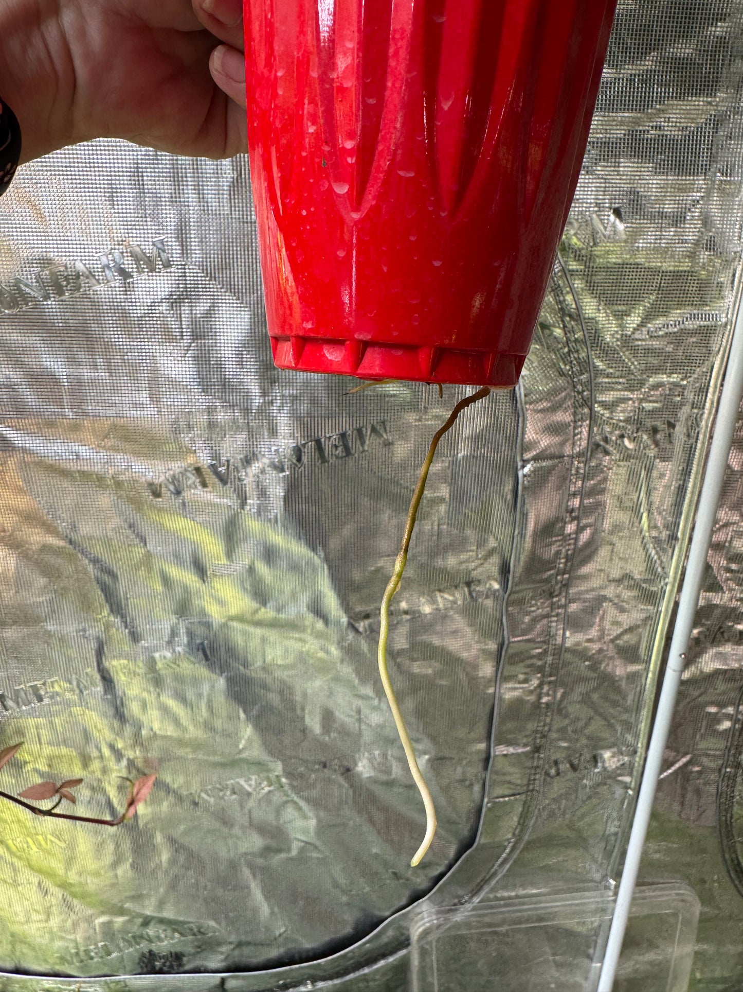 *EXACT PLANT* Syngonium Albo