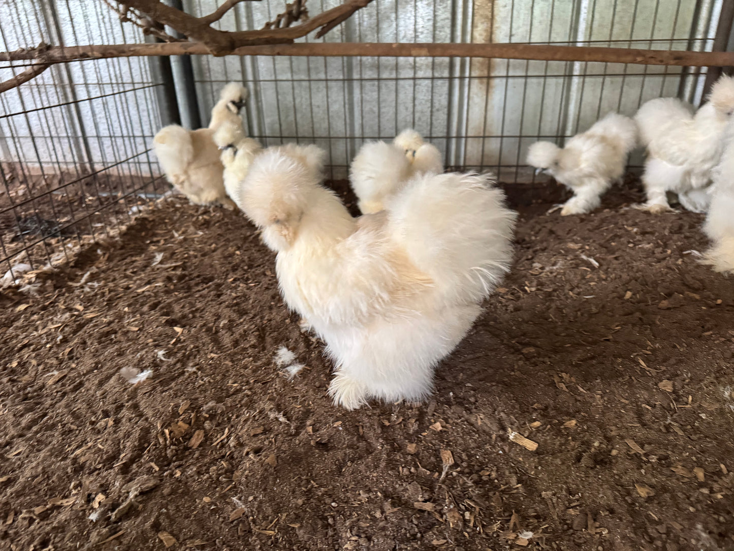 Silkie Hatching Eggs Hens Choice, Black, White, project 4 Satin/Frizzle NPIP & AI