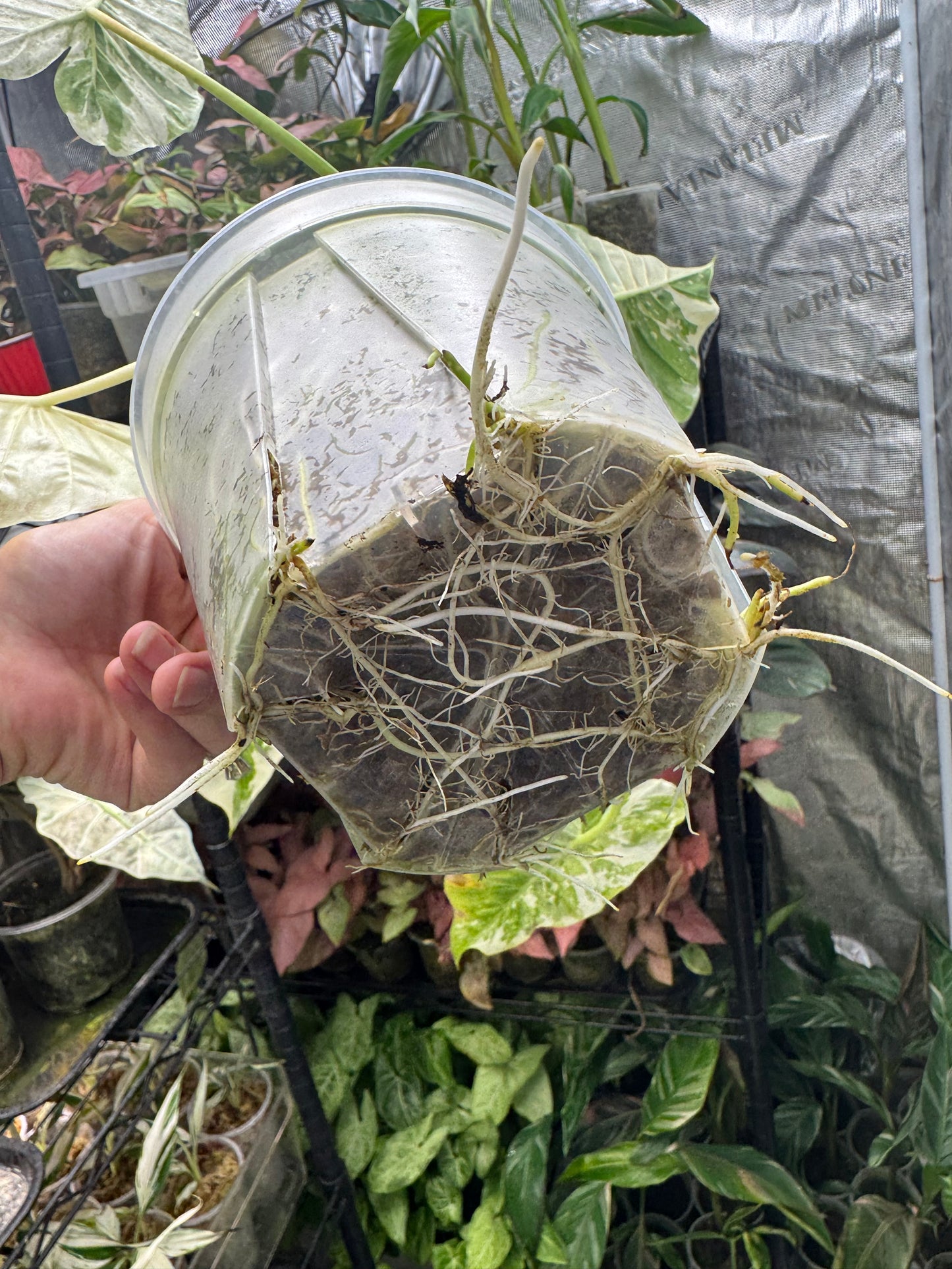 Alocasia Macrorrhiza variegata- Stunning Variegated Elephant Ear *EXACT PLANT*
