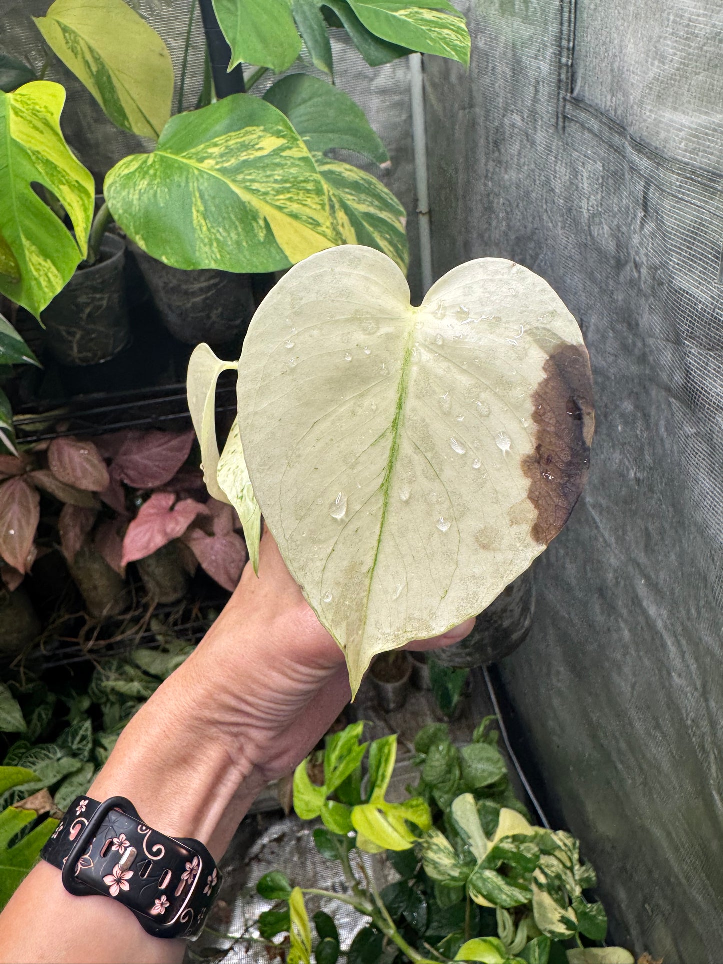 *EXACT PLANT* Monstera deliciosa FULL Mint variegated