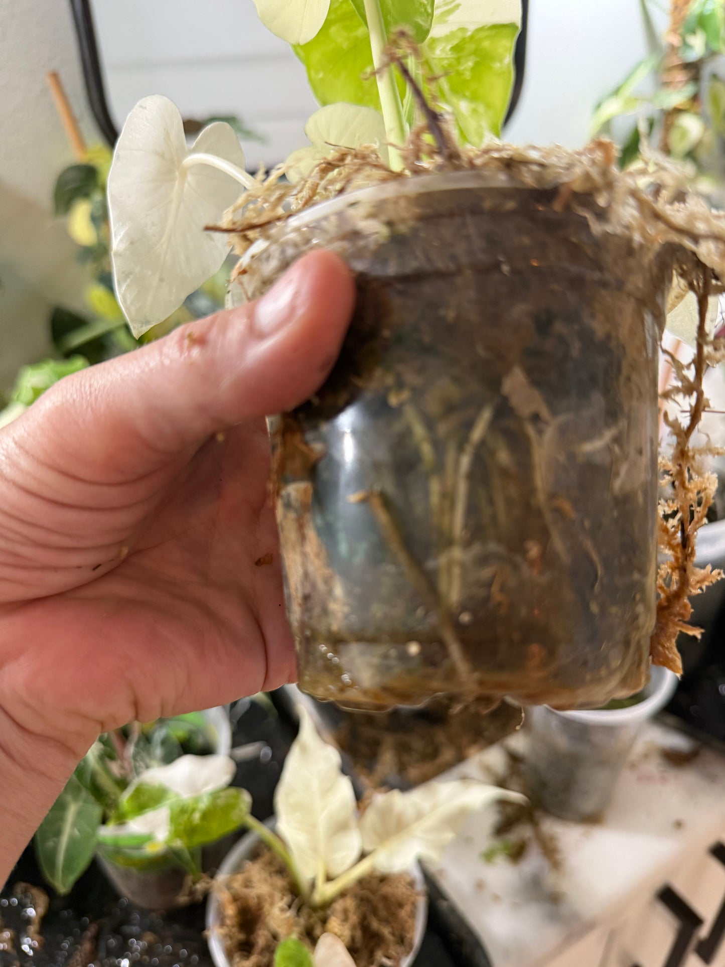 Alocasia Odora albo variegated Stunning *EXACT PLANT*