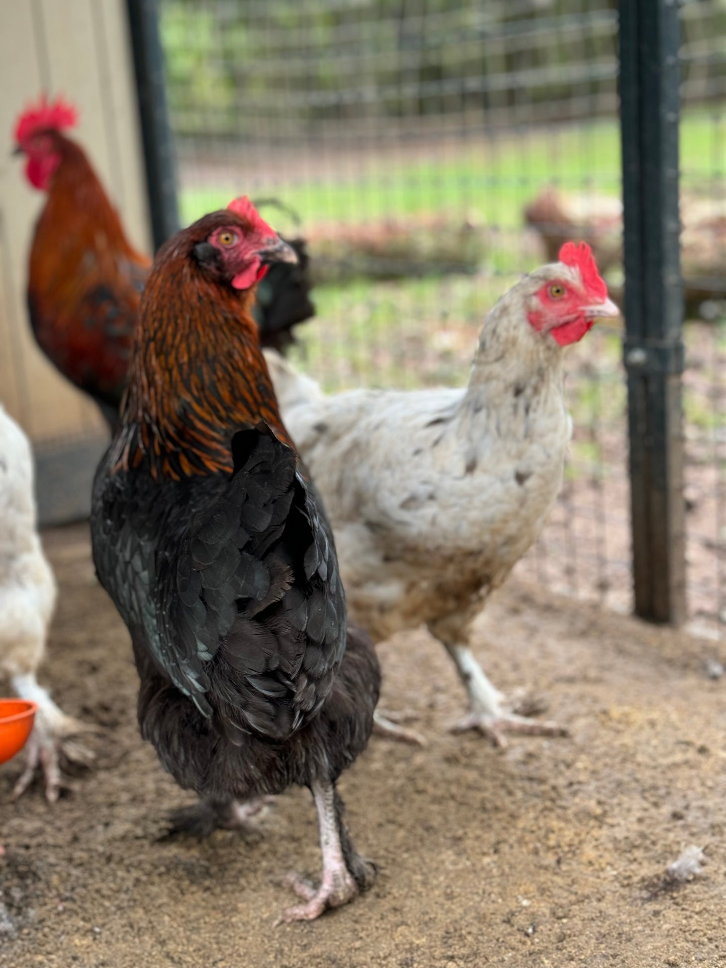 Blue/Black/Splash Copper Maran Chicken Hatching eggs NPIP AI
