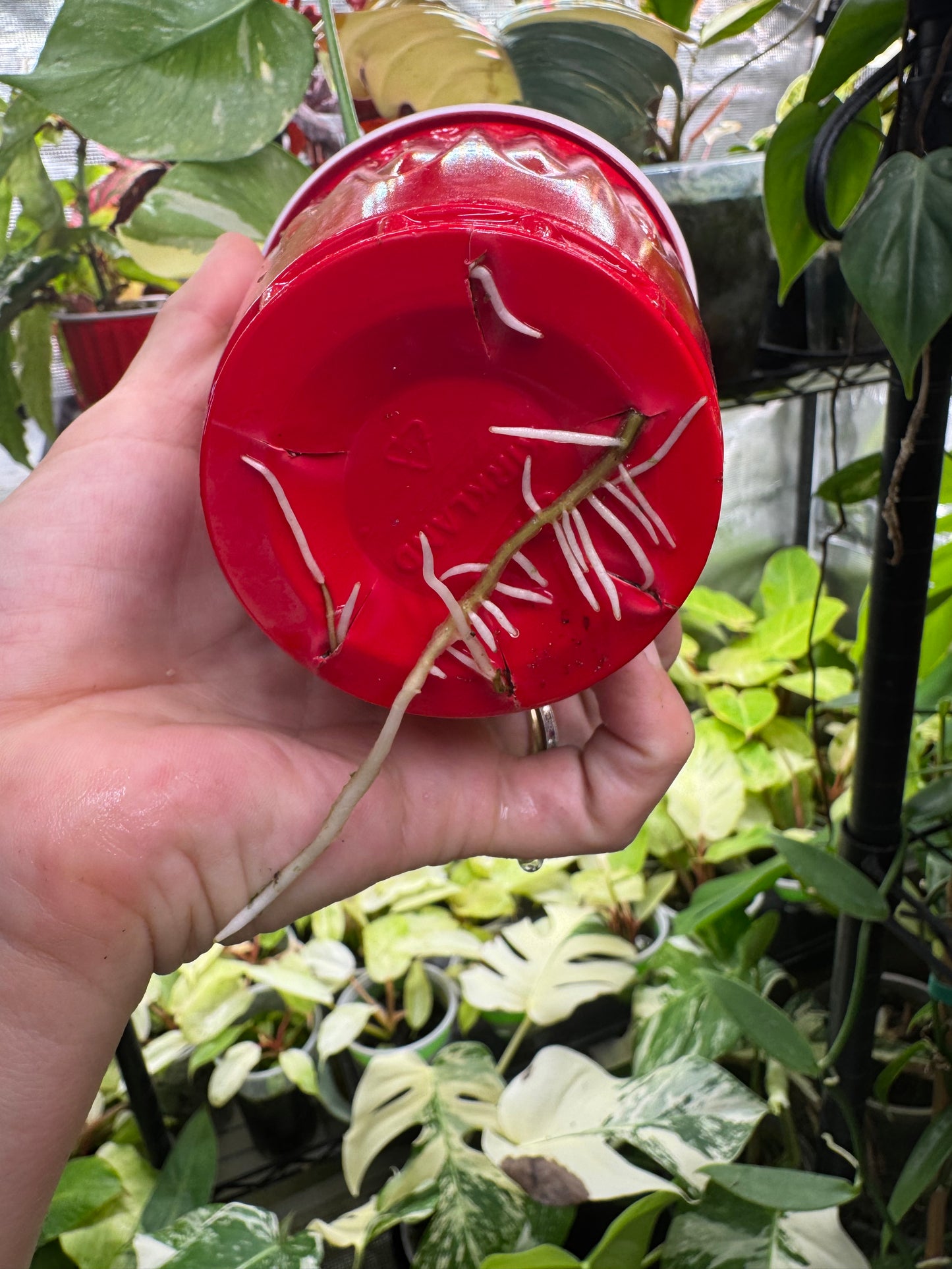*EXACT PLANT* Monstera deliciosa "Thai Constellation”