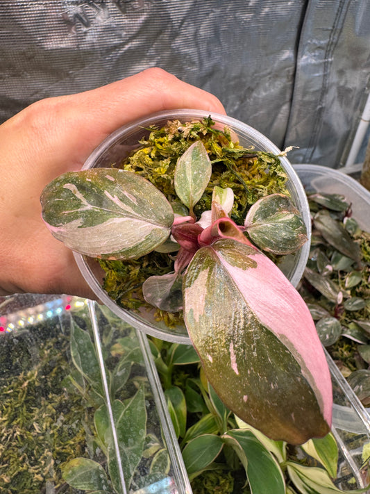 Pink Princess Philodendron