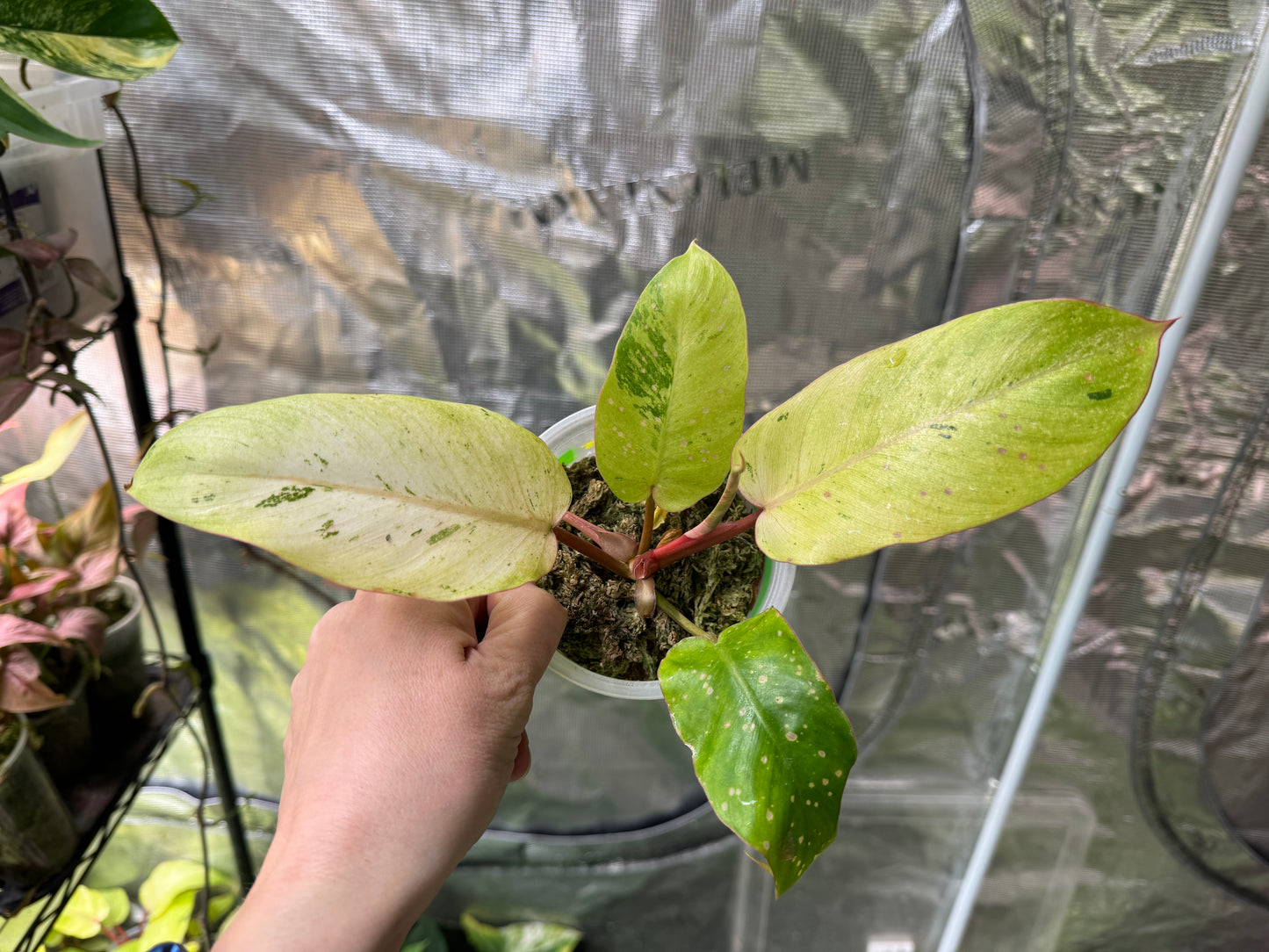 *Growers Choice* Philodendron Snowdrift Variegated